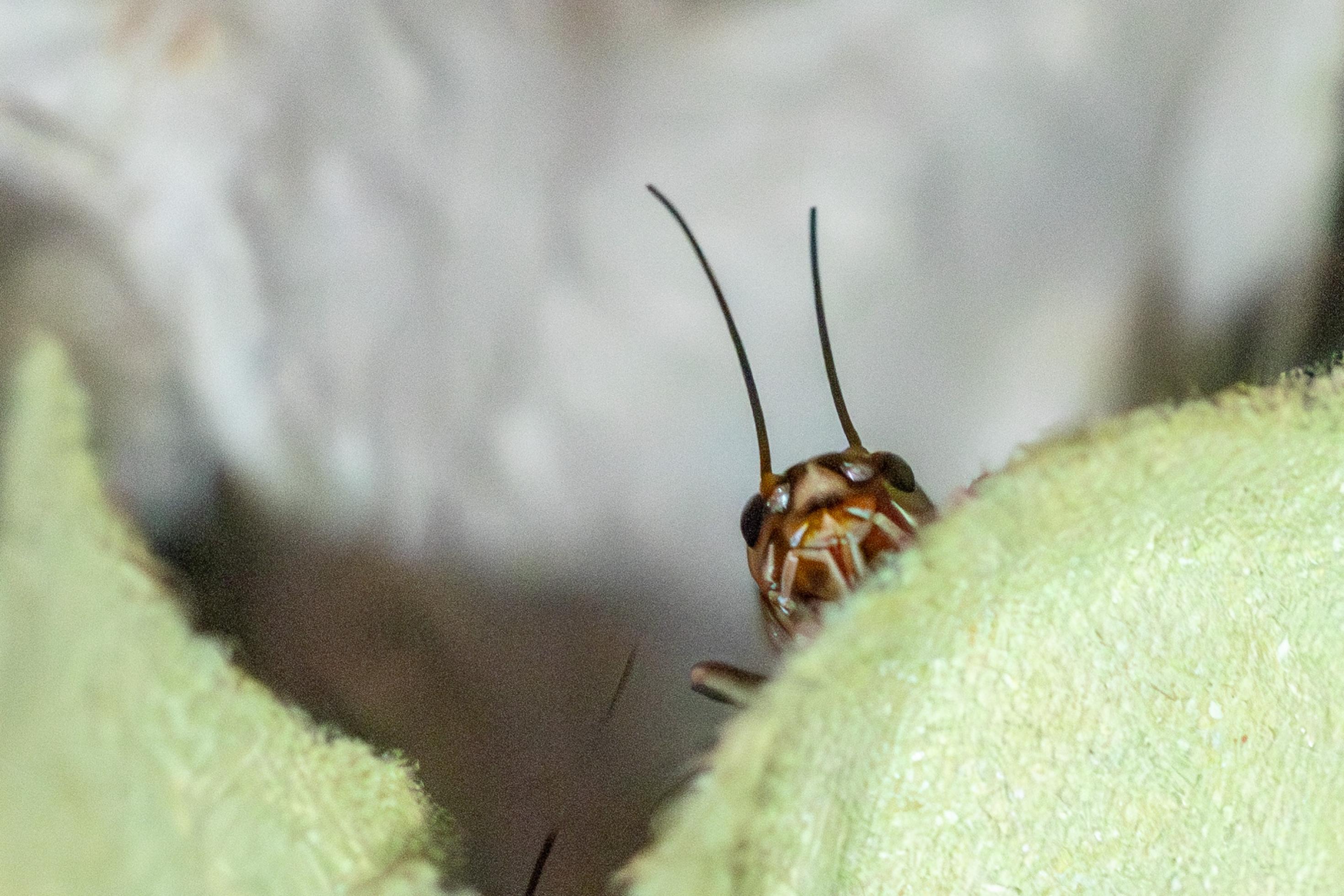 Ein Heimchen schaut hinter einem Eierkarton hervor.