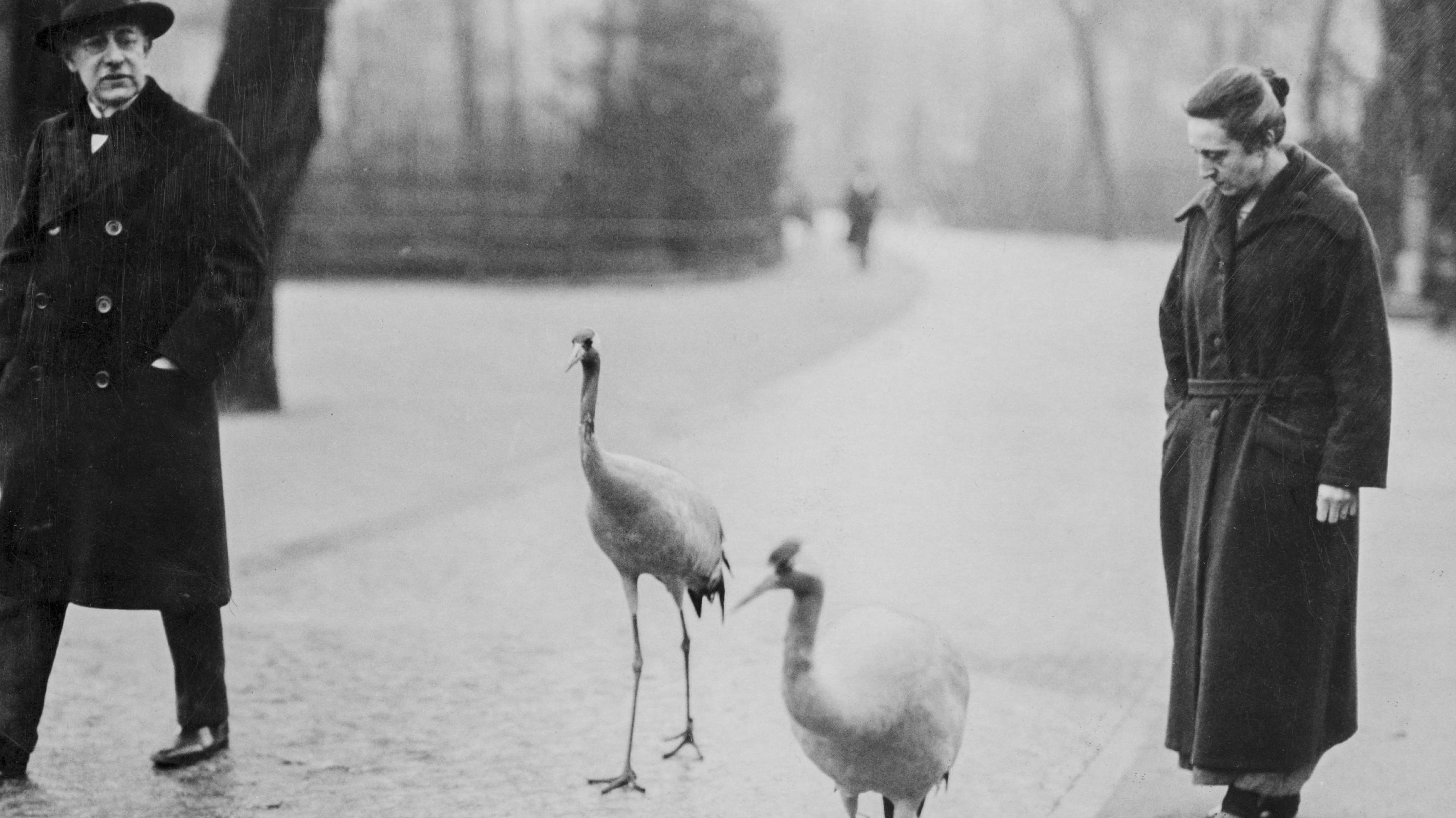 ein paar Vögel, die auf einer Straße spazieren gehen [AI]