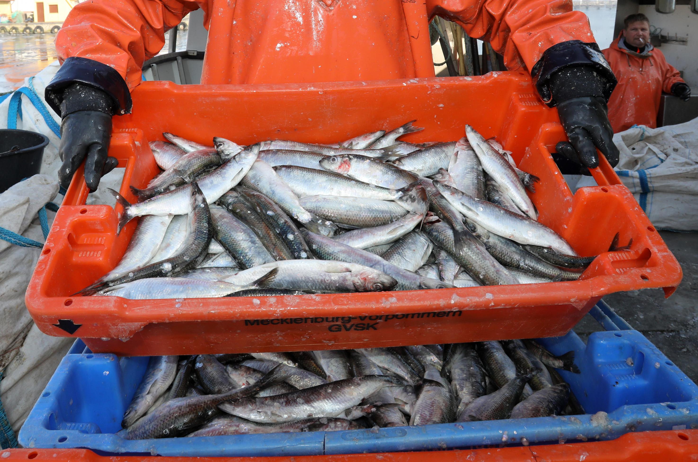 Ein Fischer hält eine Kiste mit frischem Hering in den Händen - der Hering war früher ein Allerweltfisch, heute ist er eine seltene Delikatesse