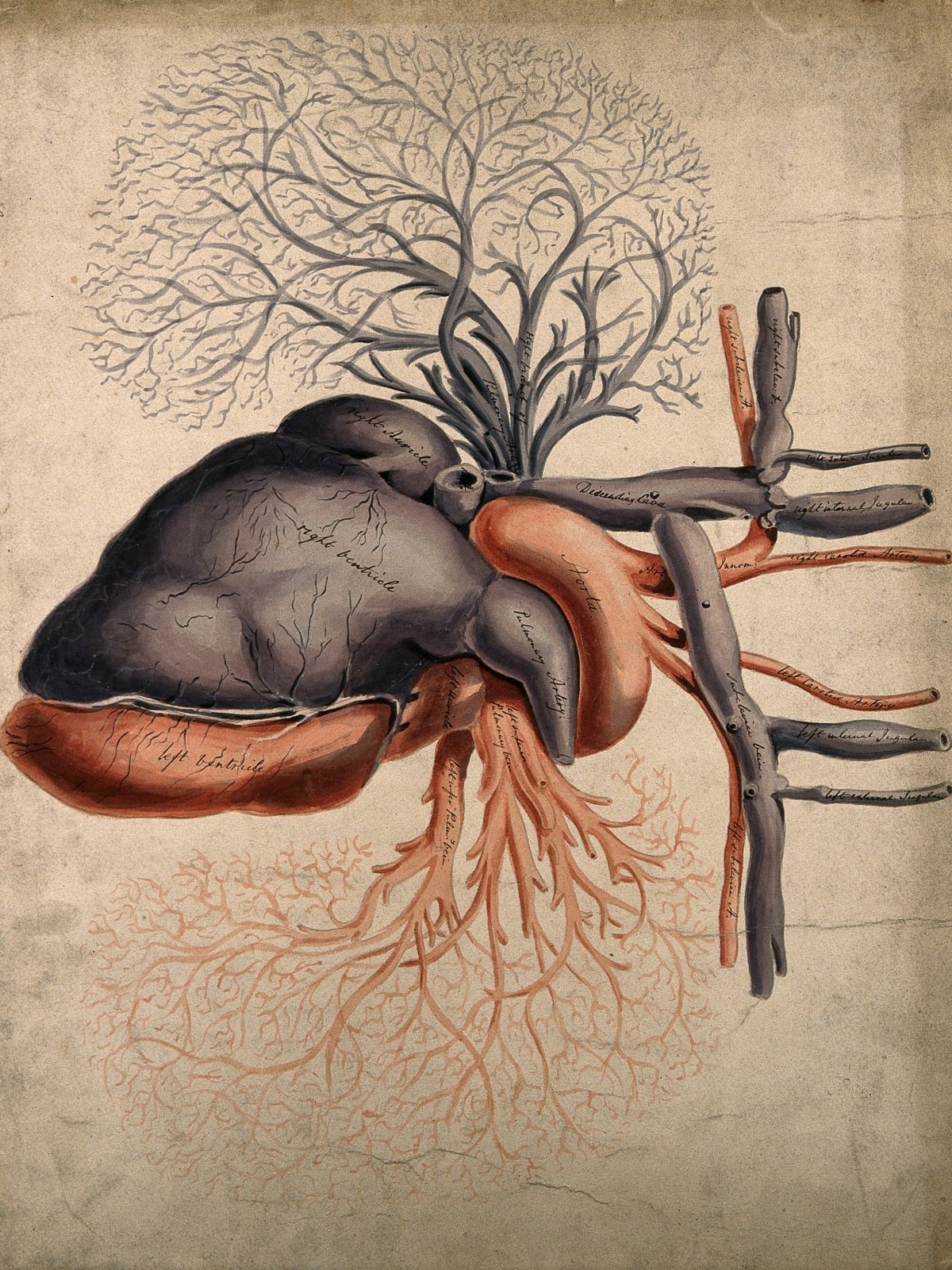 Taktvoll Wissen Rhythmen Des Menschen Das Herz Taktvoll Wissen Rhythmen Des Menschen Das Herz