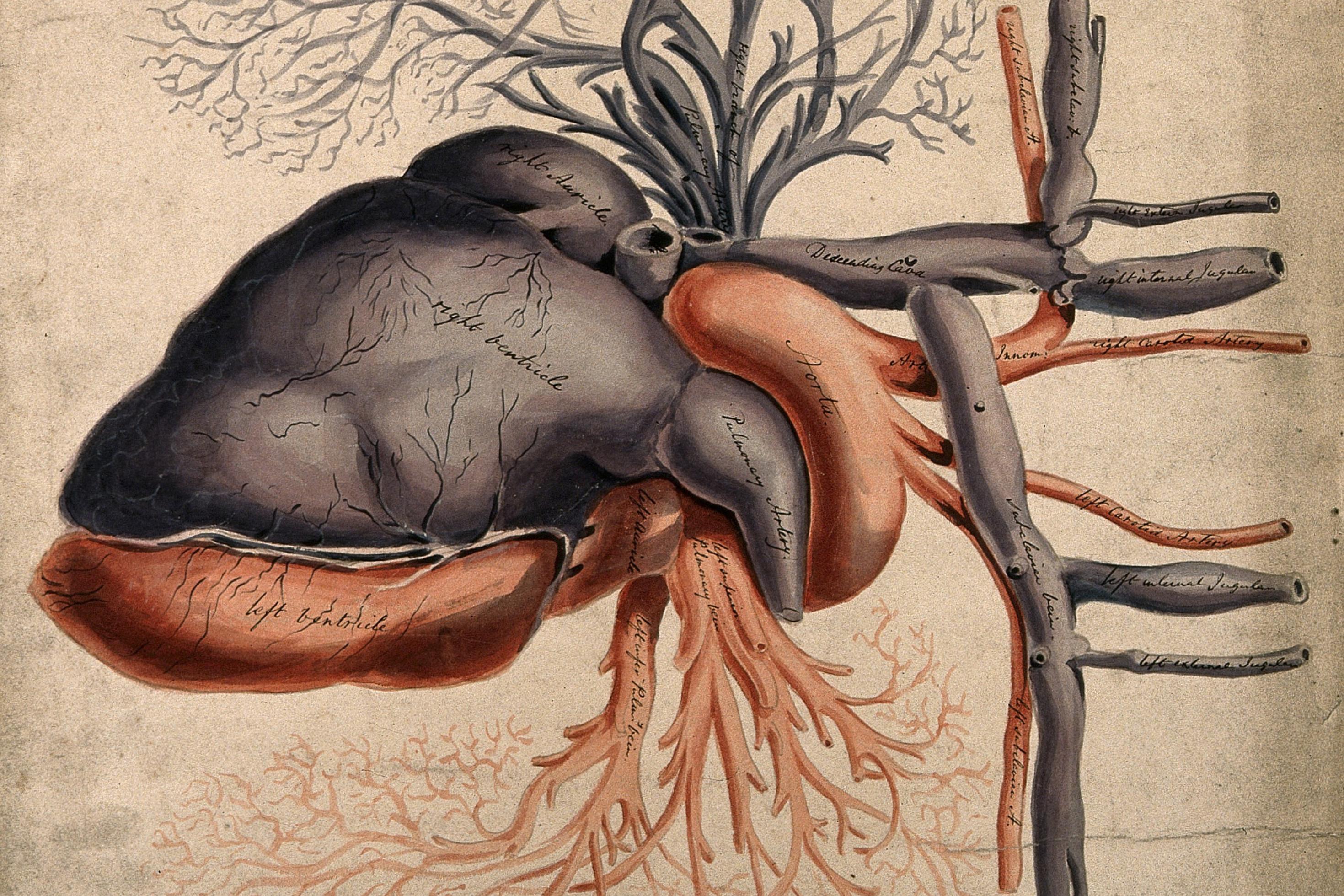 Herz mit Arterien und anderen Blutgefäßen, Aquarell aus dem 19. Jahrhundert
