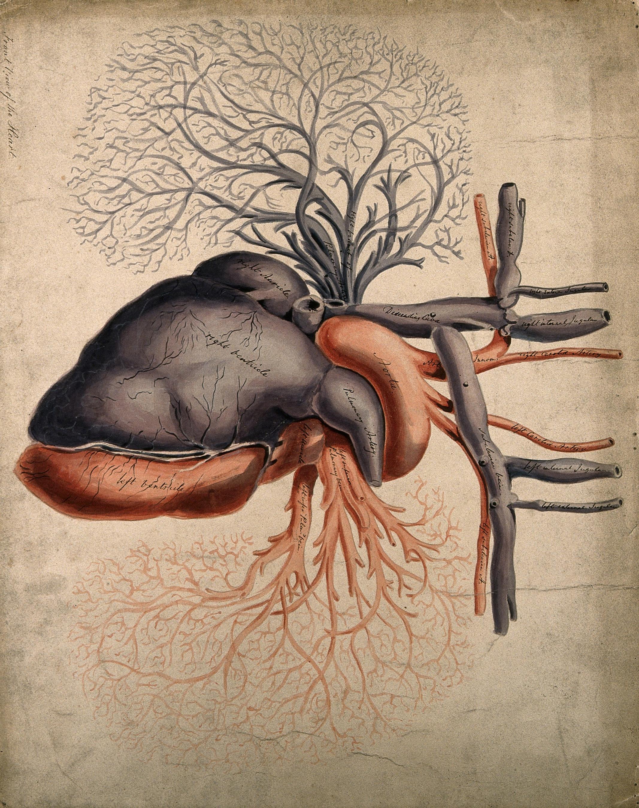 Herz mit Arterien und anderen Blutgefäßen, Aquarell aus dem 19. Jahrhundert