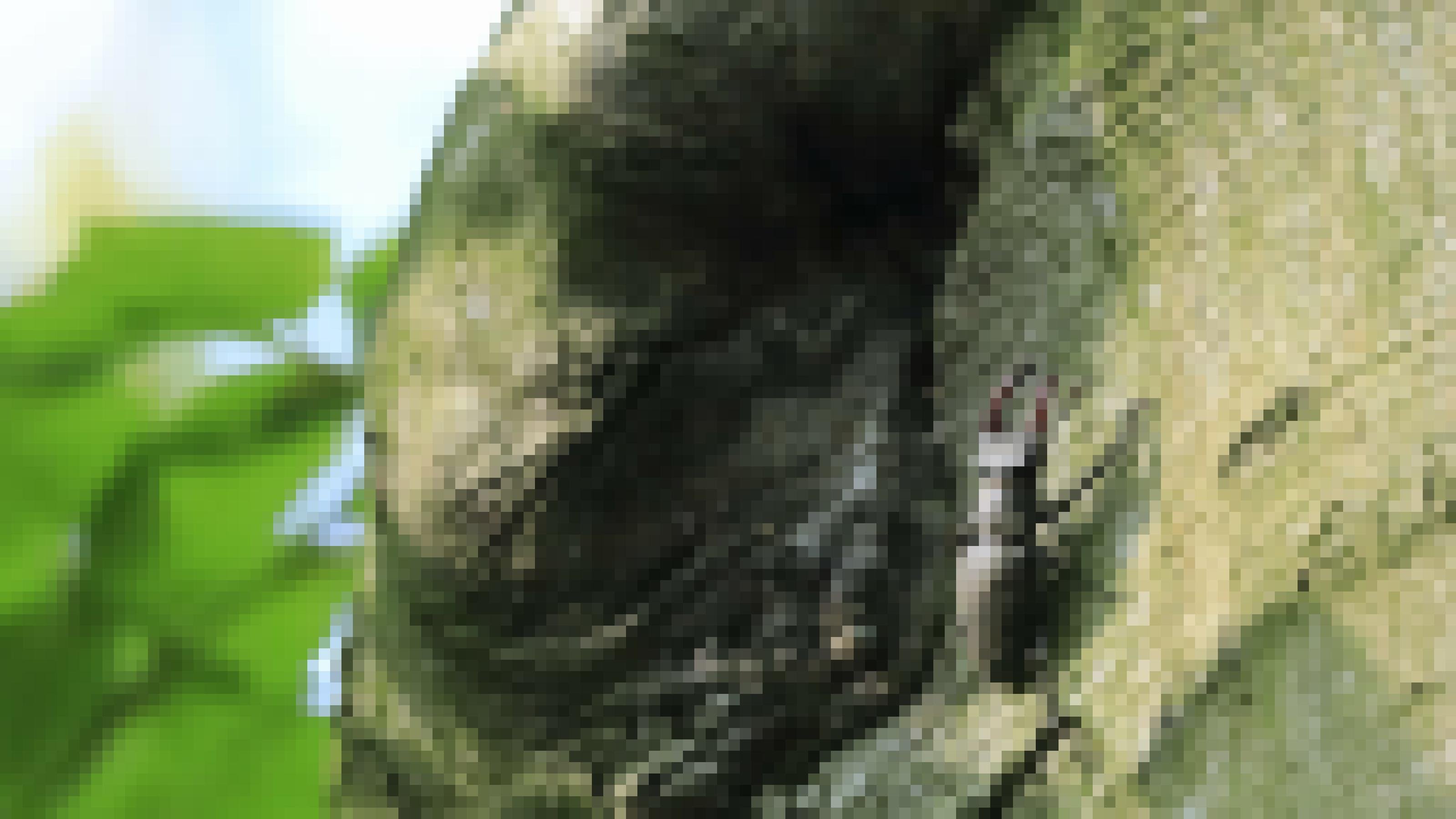 Ein großer Käfer mit Geweih-artigen Zangen krabbelt einen Buchenstamm hinauf.