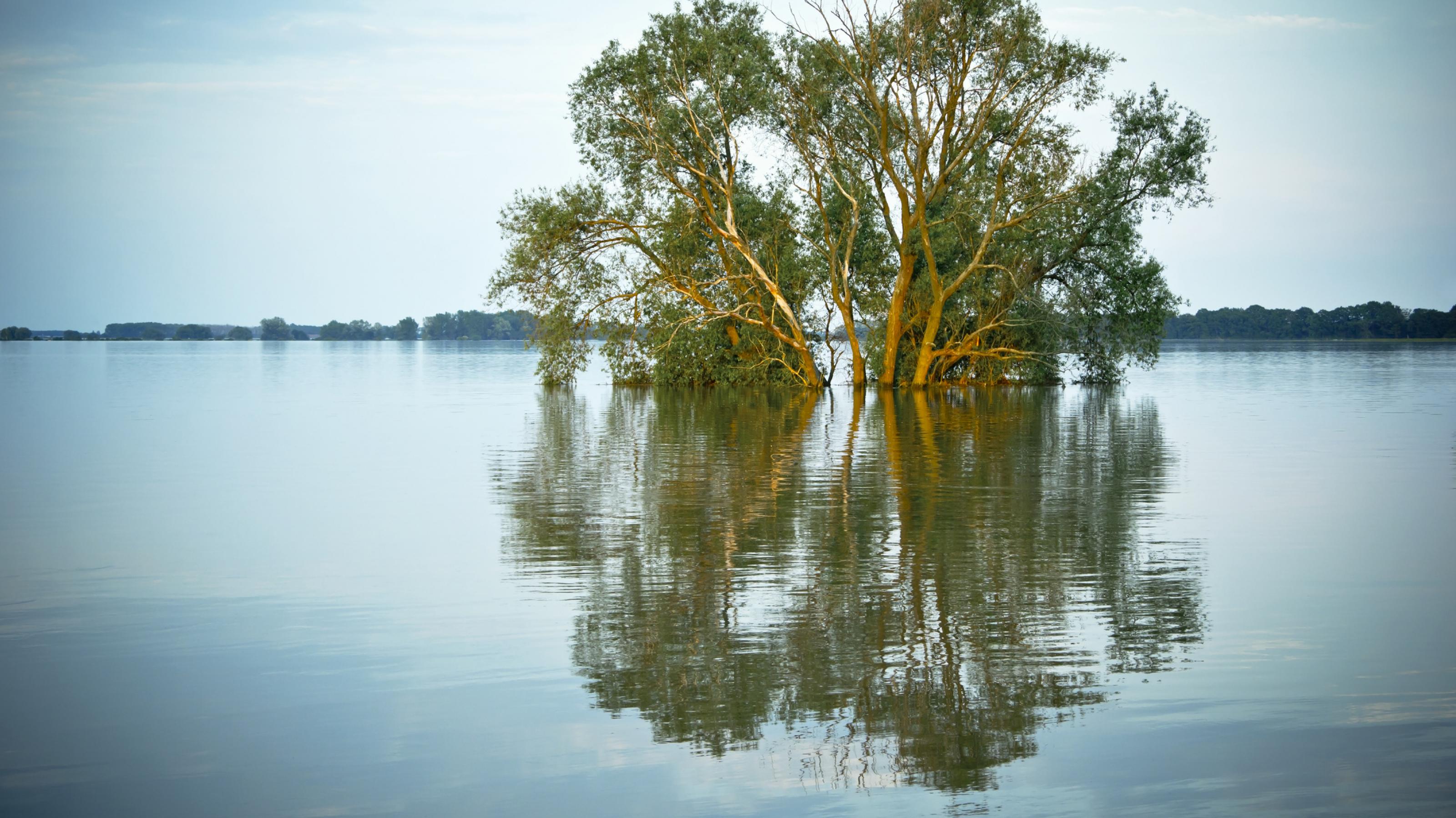 Hochwasser an der Elbe im Sommer 2013: ein Baum ragt aus dem Wasser.