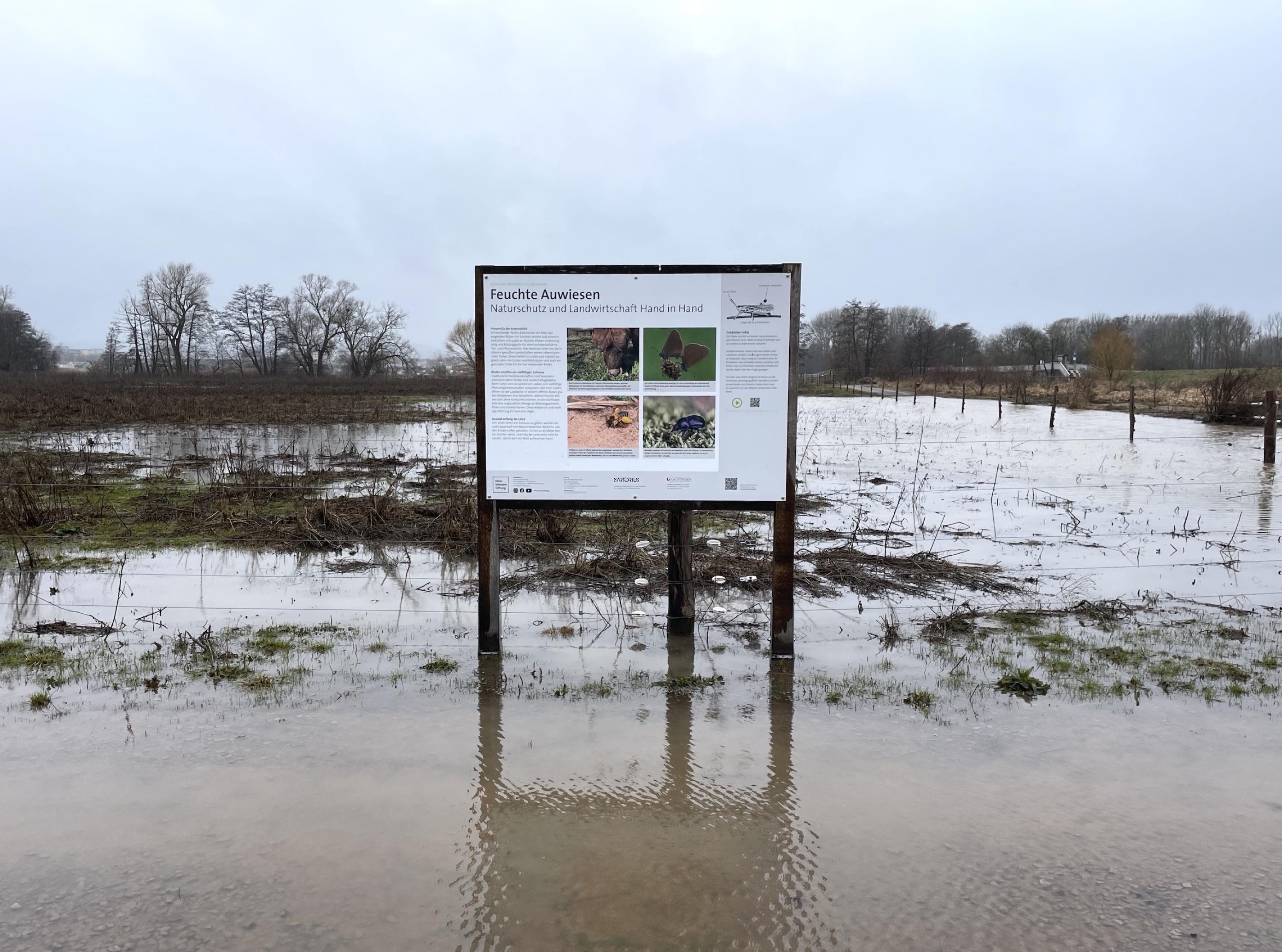 Eine Infotafel mit dem Titel „Feuchte Auwiesen“ steht in einer überschwemmten Fläche.