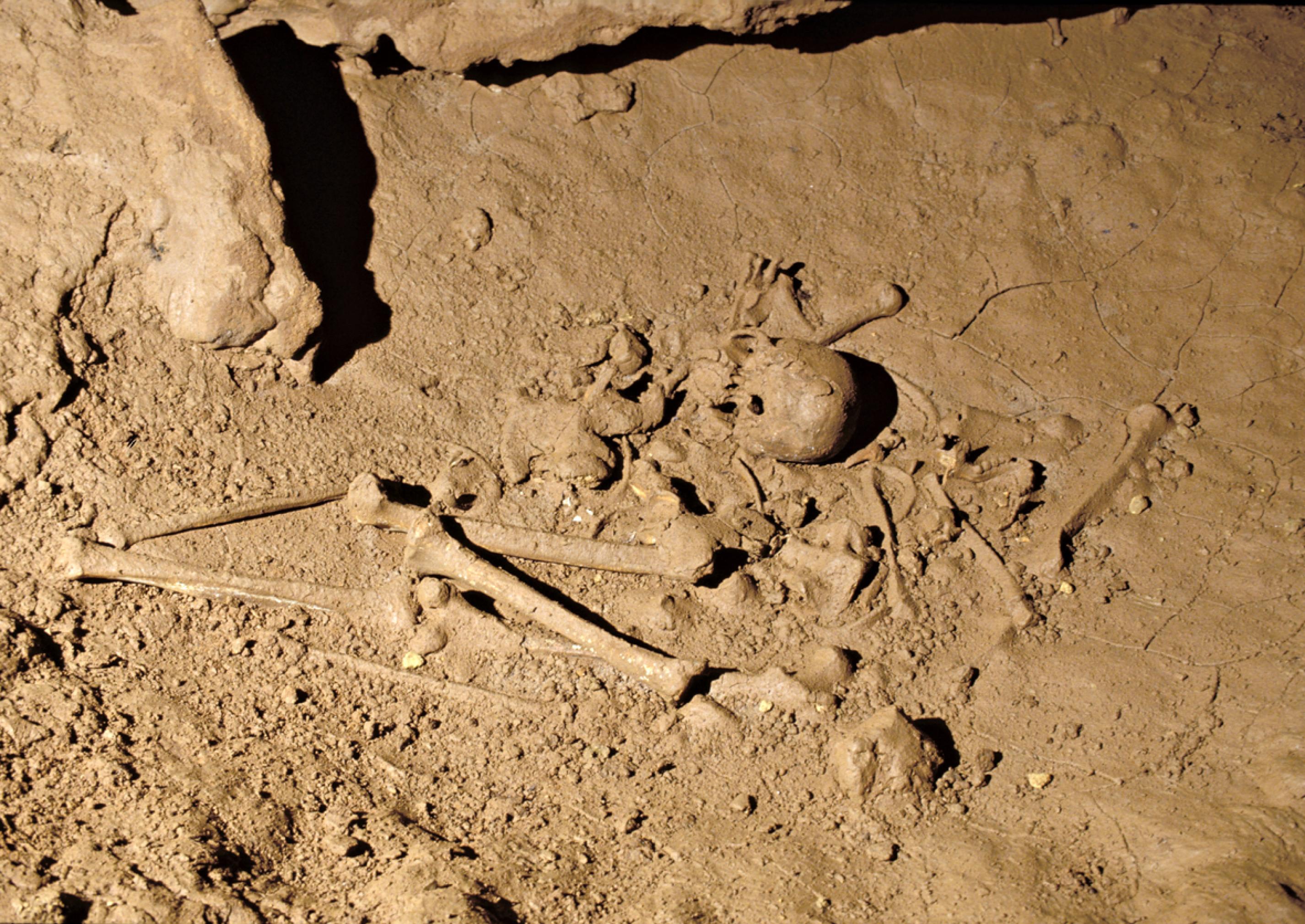 Das Bild zeigt das nahezu komplett erhaltene, 30.000 Jahre alte Skelett eines jungen Mannes, das in einer Mulde am Boden der Grotte de Cussac, einer Höhle im Südwesten Frankreichs gefunden wurde. Gut erkennen lassen sich die langen Beinknochen und der Schädel, auch Teile des Beckens und der Armknochen. Das Skelett ruht in der ehemaligen Schlafkuhle eines Höhlenbären. Es wirkt, als sei der Tote dort von seinen Angehörigen zusammengekauert abgelegt und bestattet worden.