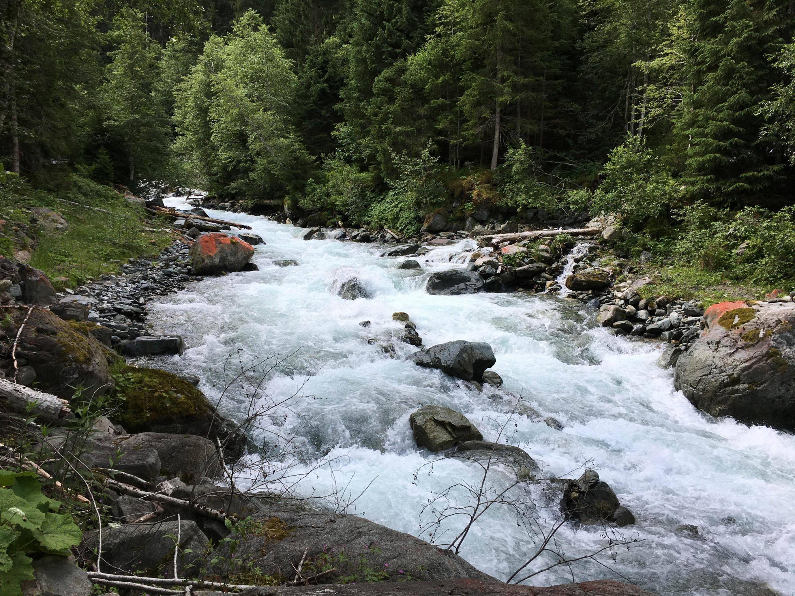 Gebirgsbach mit weiß schäumendem Wasser und Wald