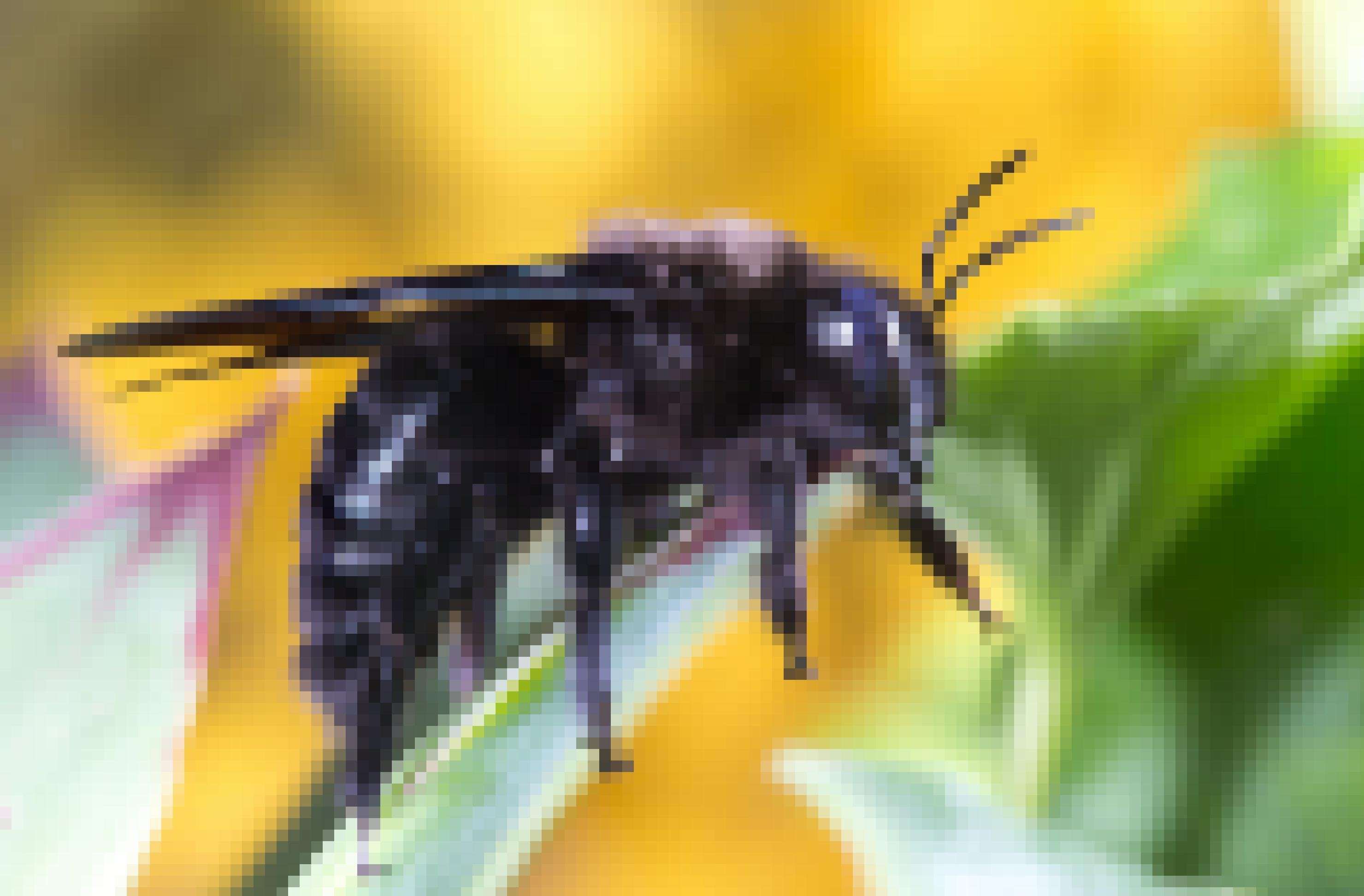 Eine tiefschwarze Biene mit dunkelgrauen Streifen sitzt auf einem Blatt.