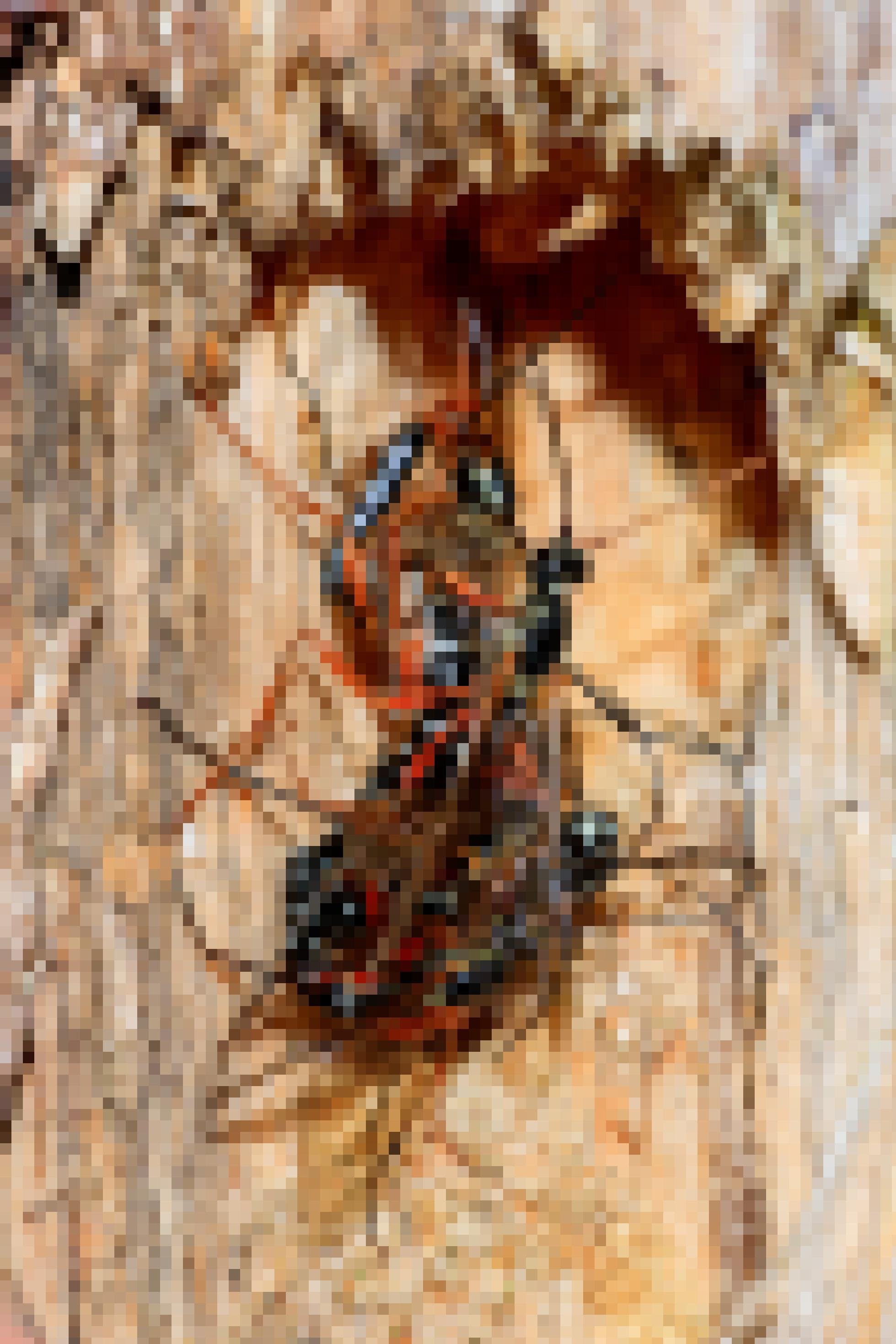 Eine Knäuel aus schwarzen Wespen mit weißer Zeichnung und orangen Beinen an einem Holzstamm..