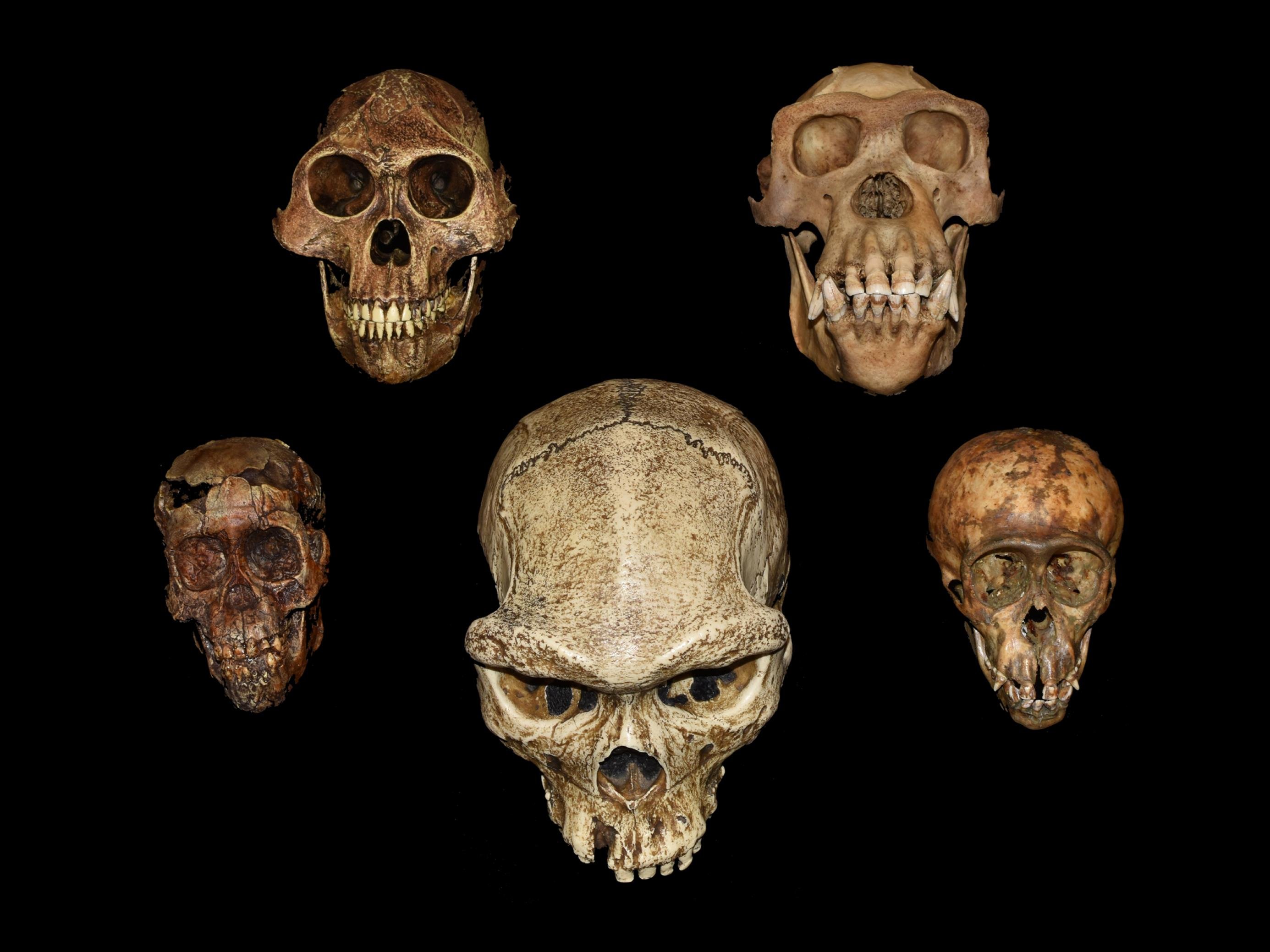 Vor schwarzem Hintergrund sind fünf verschiedene Schädel in bräunlichen und gelblichen Farben zu sehen, die den Betrachter anschauen. Zwei sind deutlich kleiner und wirken kindlich, am größten ist der Schädel eines Homo erectus in der Mitte. Deutlich sind bei allen die Zähne zu erkennen.