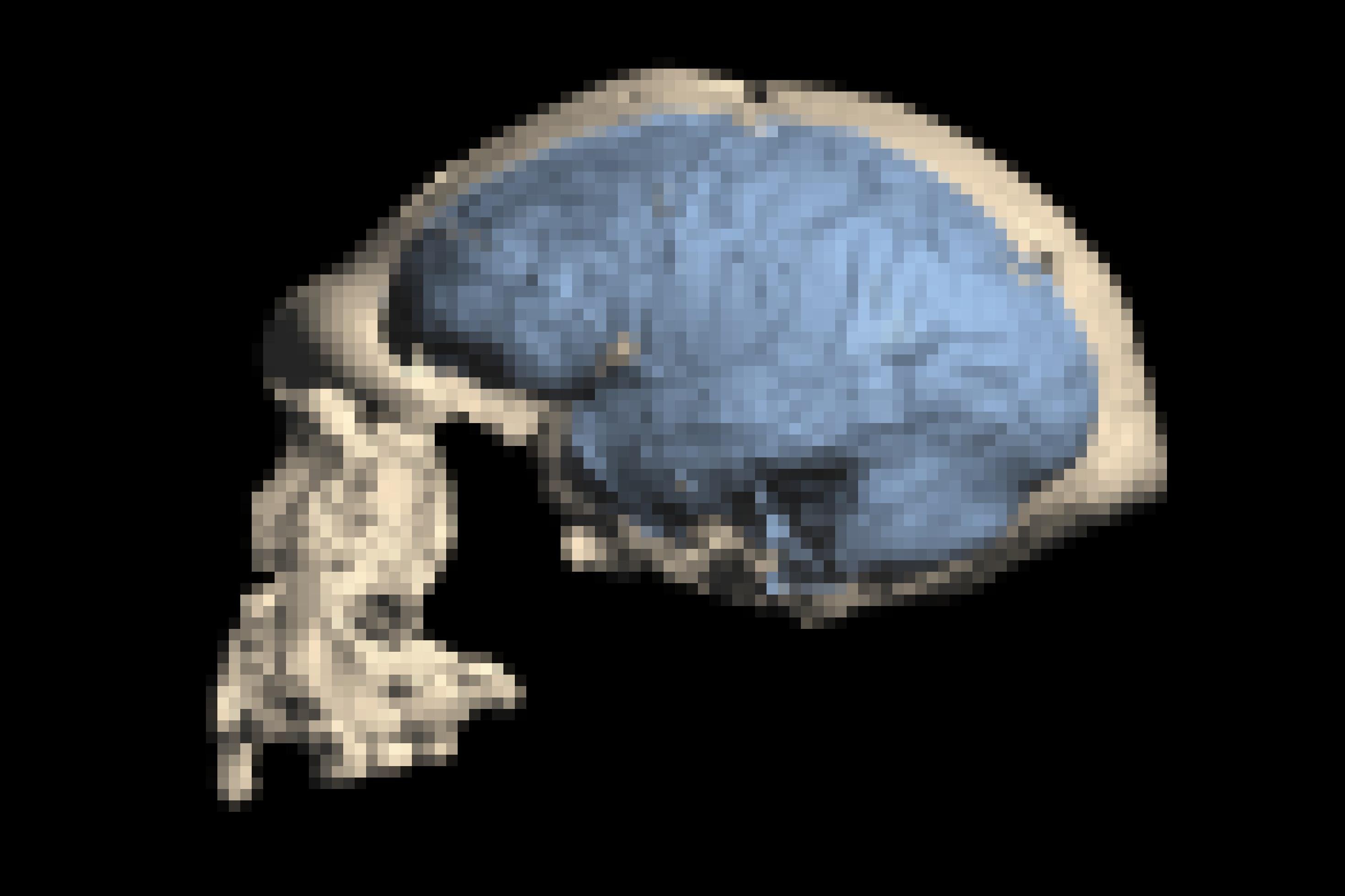 Das Foto zeigt vor schwarzem Hintergrund einen hellen Urmenschen-Schädel von der Seite, dessen Gesicht nach links weist. Blau in die Schädelkapsel eingezeichnet sind die Hirnstrukturen.
