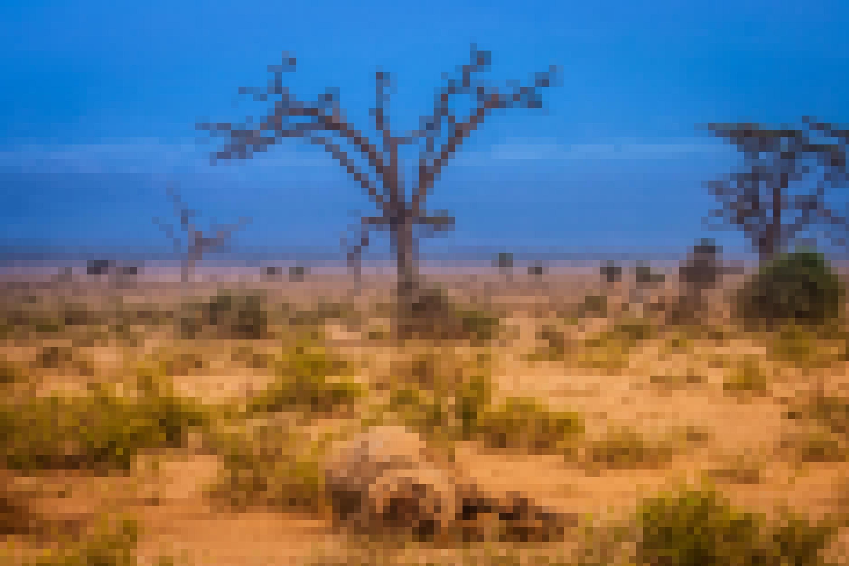 Vor tiefblauem Himmel zeigt sich eine verdorrte Savannenlandschaft aus hellbraunem Sandboden, bestanden mit zahleichen blassgrünen Büschen, im Hintergrund vereinzelte Bäume. Auf einem kahlen Baum hocken mehrere Geier, im Vordergrund liegen die Überreste einen Elefantenkadavers.