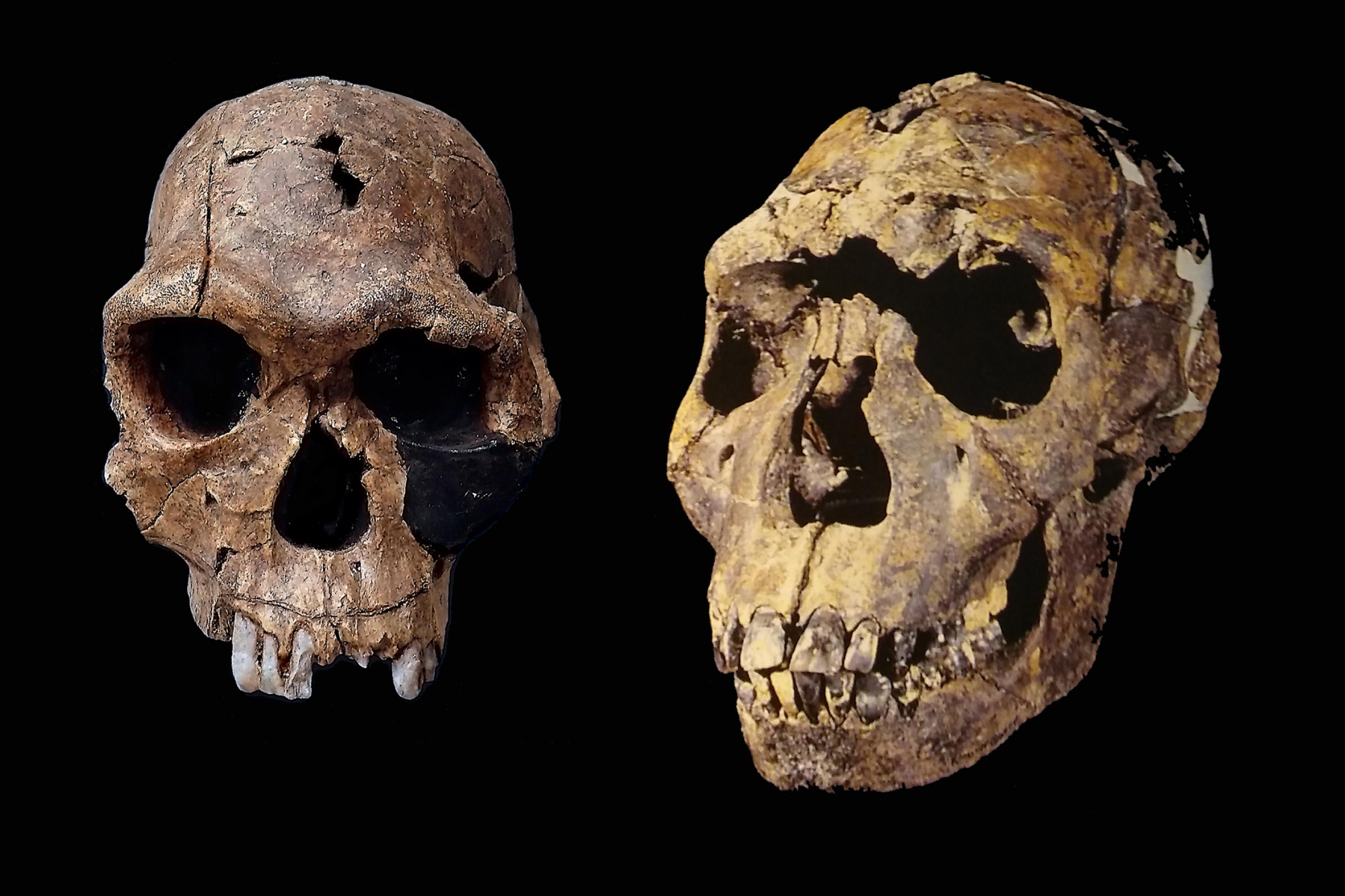In der linken Hälfte ist in frontaler Ansicht ein dunkelbrauner fossiler Menschenschädel ohne Unterkiefer zu sehen. Er hat dicke Knochenwülste über den Augenhöhlen, der Hirnschädel ist nicht sehr groß, fünf weißliche Zähne ragen aus dem Oberkiefer. Die rechte Bildseite füllt ein etwas größerer, schräg seitlich von vorn gezeigter versteinerter Schädel, dessen Augenwülste weniger stark ausgeprägt sind. Zahlreiche Zähne sitzen in Ober- und Unterkiefer; besonders die oberen Schneidezähne sind sehr groß. Beide Schädel sind aus Bruchstücken zusammengefügt.