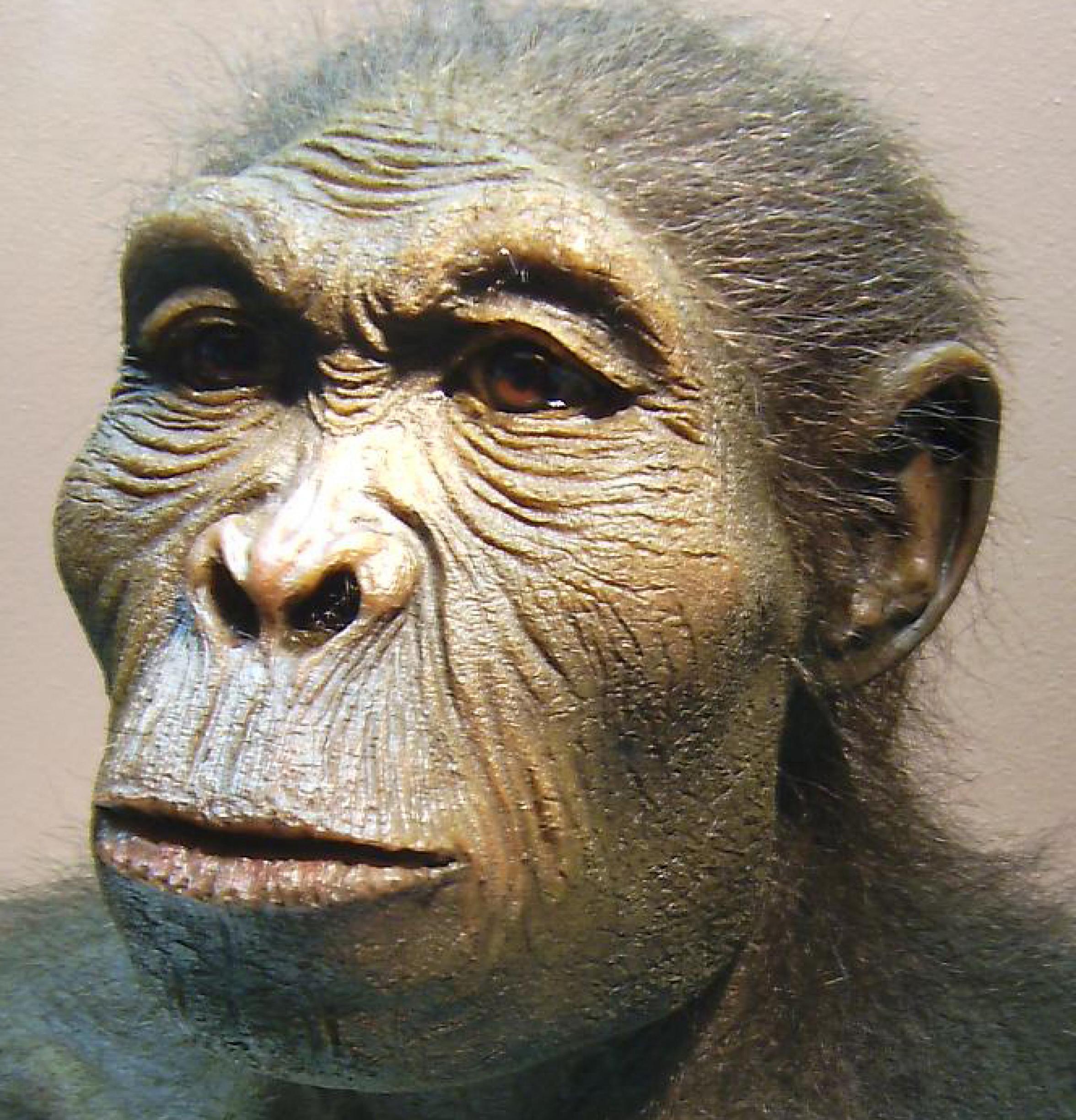 Hier ist eine lebensnahe Rekonstruktion des Kopfes von Homo habilis zu sehen, des vermutlich ersten Vertreters der Gattung Mensch. Die Augen blicken menschlich, doch vieles am Gesicht erinnert noch an seine äffischen Vorfahren. Dieser Frühmensch lebte vor rund zwei Millionen Jahren in den Savannen Ostafrikas.