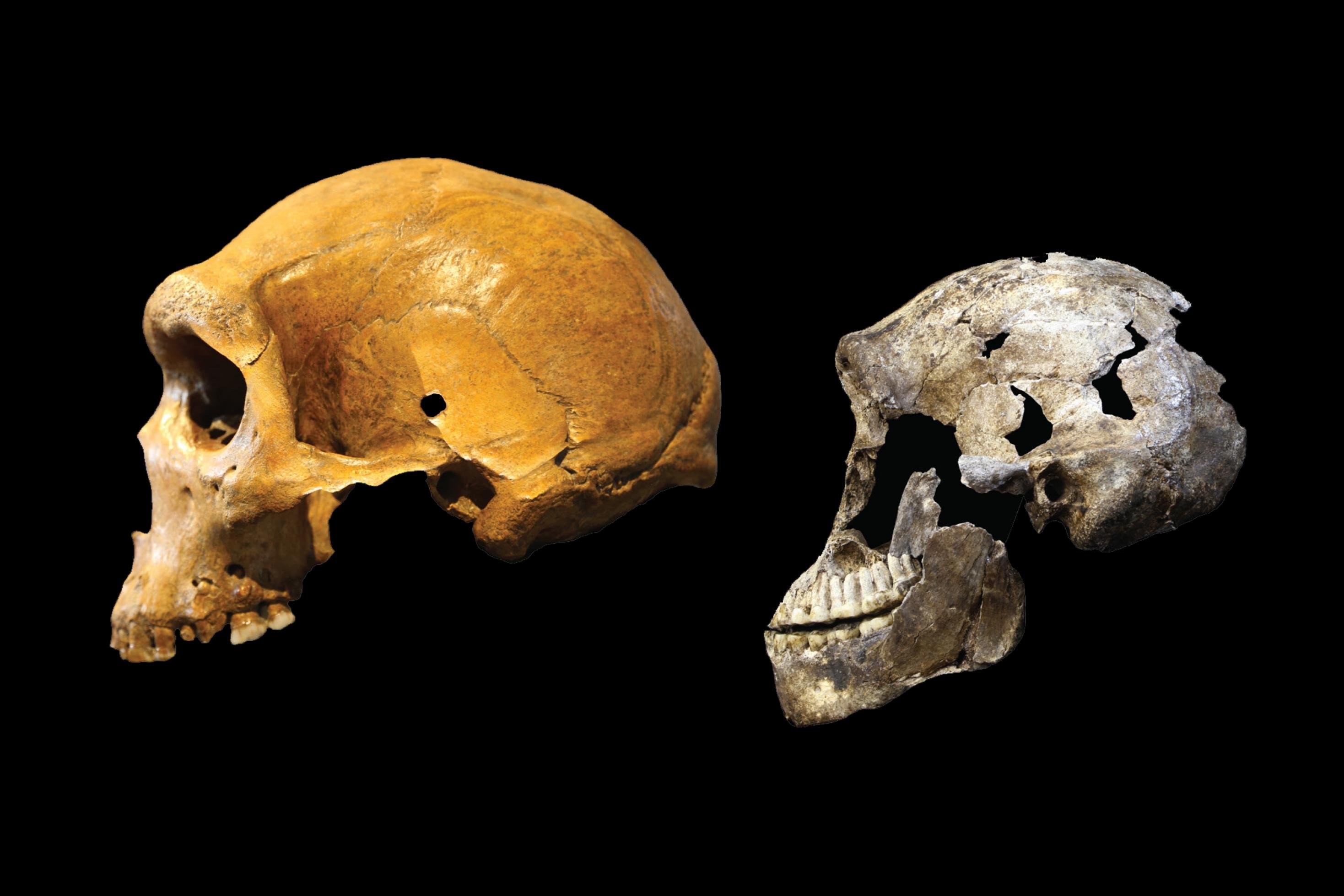 Zu sehen sind die seitlichen Ansichten eines Schädels von Homo naledi und eines Schädels von Homo heidelbergensis. Beide Menschenarten lebten zur gleichen Zeit in Afrika und sind doch sehr unterschiedlich: Der Schädel von Homo naledi ist kleiner und wirkt primitiver. Das Hirnvolumen von Homo heidelbergensis ist dagegen schon fast so groß wie das vom Homo sapiens, dessen Vorgänger er vermutlich ist.