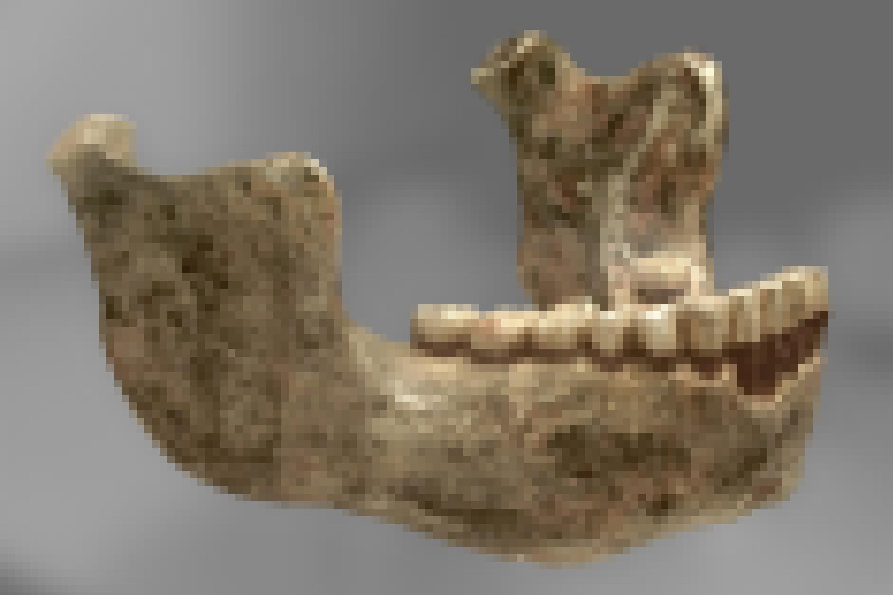 Gezeigt wird das Foto eines menschlichen Unterkiefers vor hellgrauem Hintergrund. Das Fossil ist teils elfenbeinfarben, teils schwärzlich-grau. Zähne und Knochen wirken mächtiger als bei heutigen Menschen. Und ein Kinn fehlt.