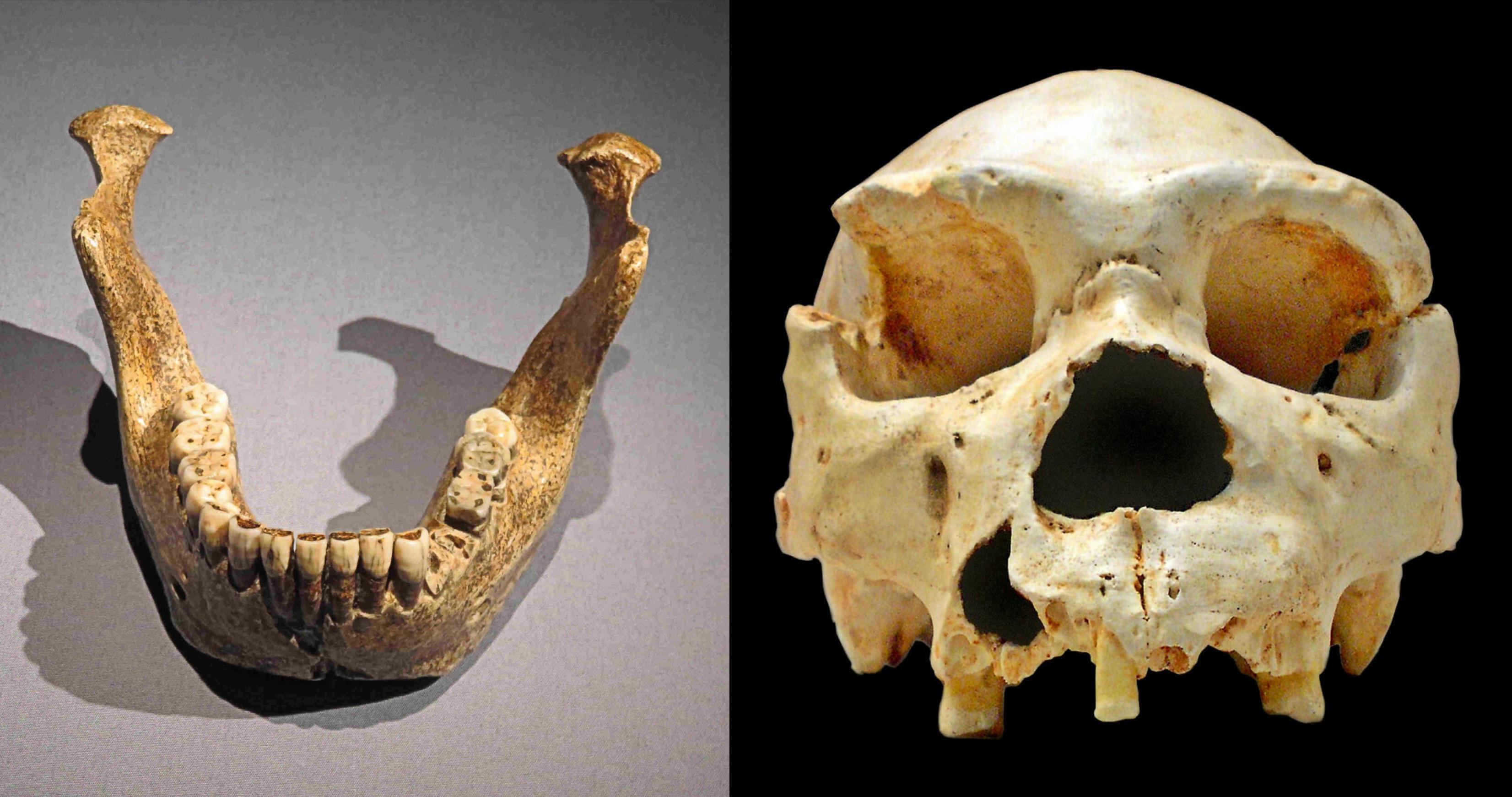 Das linke Foto zeigt einen kinnlosen fossilen Unterkiefer. Es ist erste Fund eines Homo heidelbergensis, der 1907 in Mauer bei Heidelberg entdeckt wurde. Auf der rechten Seite ist der Schädel eines Homo heidelbergensis zu sehen, der in Spanien in der „Sima de los Huesos“ gefunden wurde und rund 450.000 Jahre alt ist. Auffällig sind seine mächtigen Überaugenwülste. Homo heidelbergensis gilt als Vorfahr sowohl des Neandertalers als auch des modernen Homo sapiens. Er besaß wohl schon Sprache, die Fähigkeit gemeinsam zu jagen und in die Zukunft zu planen.