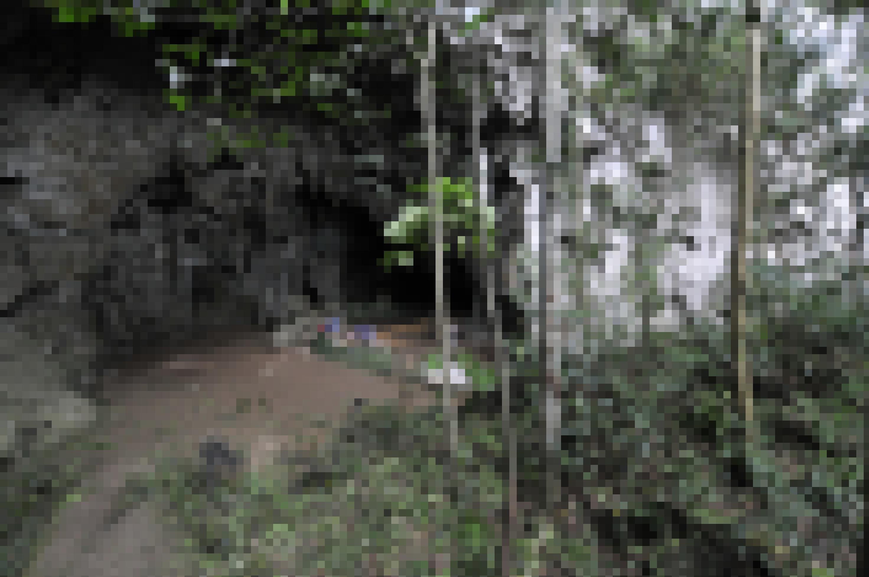 Das Bild zeigt den hoch gewölbten Eingang einer Höhle aus hellgrauem Gestein. Im Eingangsbereich, auf braunem, ebenem Boden, ist eine Gruppe von Forschenden zu erkennen, die an Arbeitstischen sitzen und im Vergleich zum Höhleneingang winzig wirken. Im Vordergrund sind Büsche, kleine Bäumchen und die schmalen Stämme größerer Bäume zu sehen.