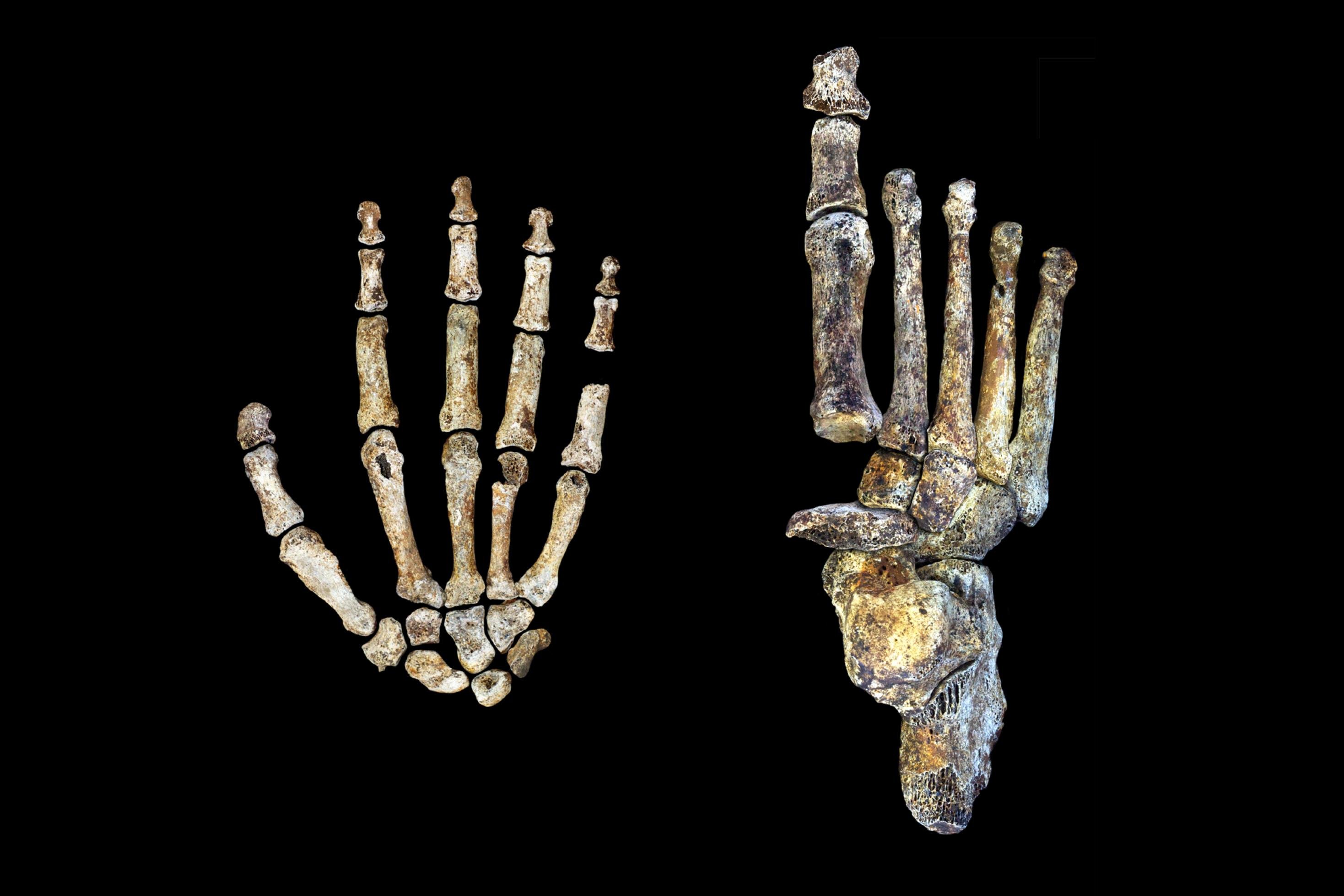 Auf der linken Seite des Fotos sind vor schwarzem Hintergrund die versteinerten Knochen einer Hand von Homo naledi zu sehen, auf der rechten die Knochen eines Fußes. Die fossilen Körperteile sind jeweils von oben gezeigt und nahezu vollständig erhalten. Für den Laien sehen sie denen heutiger Menschen ähnlich, Fachleute können aber erkennen dass die Finger- und Zehenknochen gekrümmt sind – und damit zum Klettern geeignet.