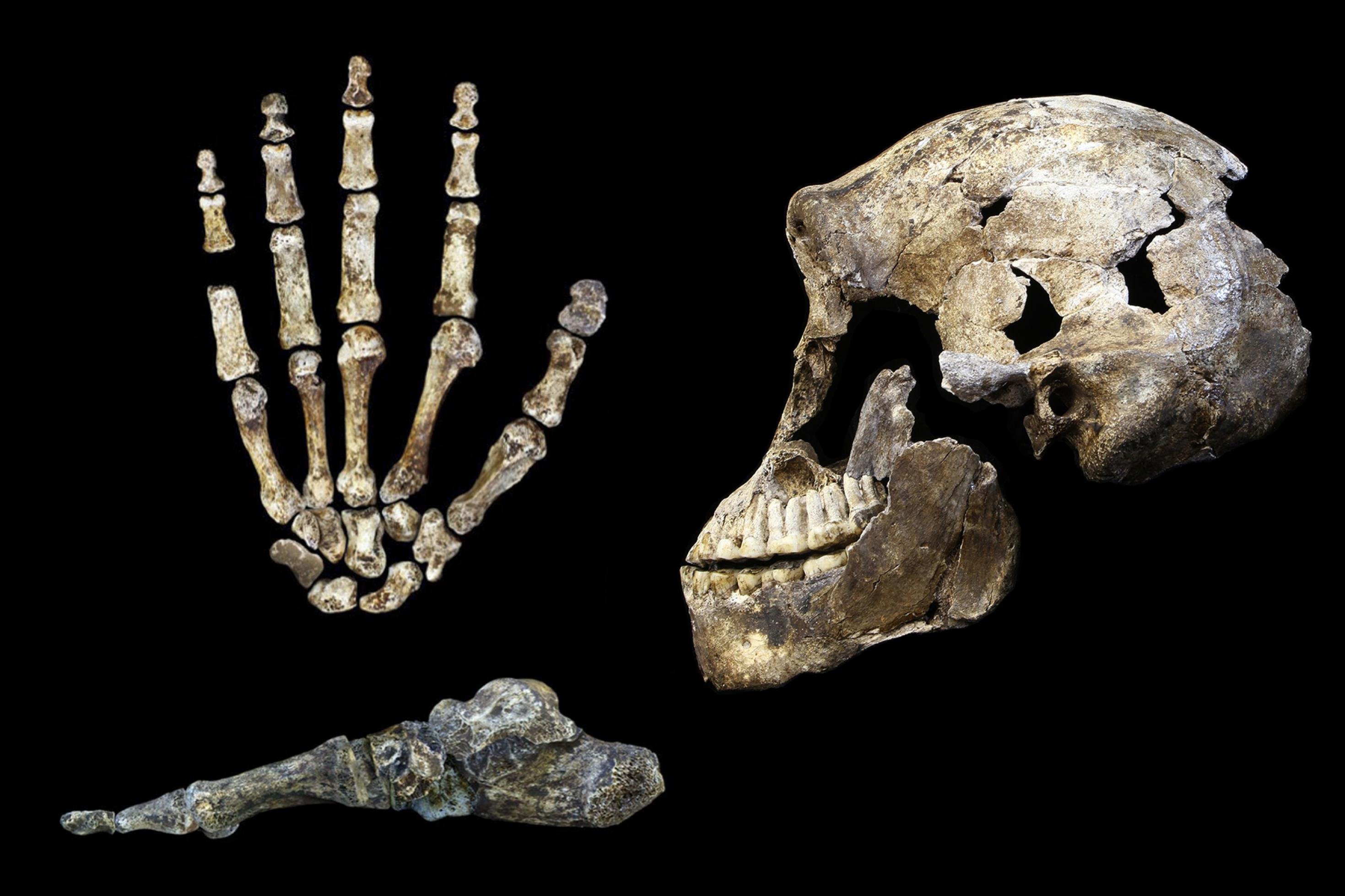 Auf dem Bild sind links die fossilen Knochen einer Hand mit sehr langen Fingern, darunter die Knochen eines menschlich wirkenden Fußes von der Seite zu sehen. Rechts daneben der seitlich gezeigte Schädel eines Urmenschen, der dicke Überaugenwülste, vorstehende Kiefer und einen nur kleinen Gehirnschädel hat.