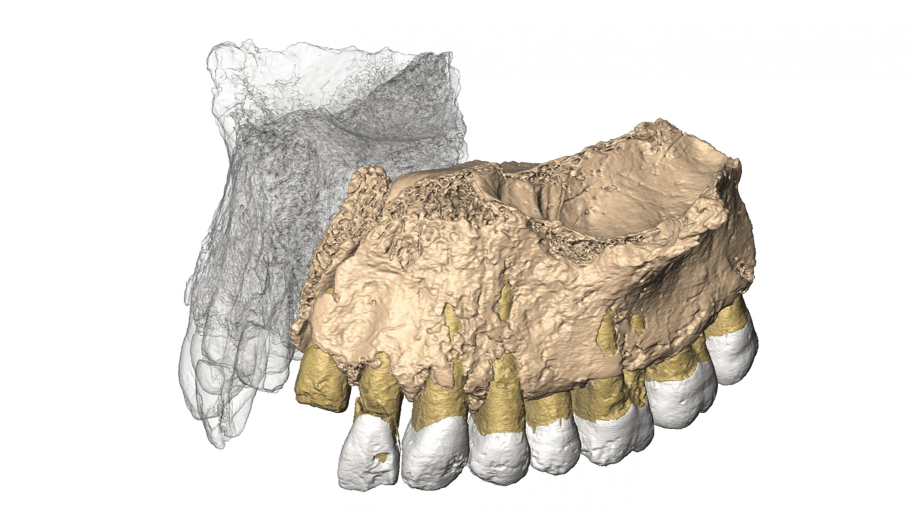 Das Bild zeigt die wie eine Zeichnung wirkende Rekonstruktion eines rund 180.000 Jahre alten Oberkiefers. Sie wurde anhand von Aufnahmen im Micro-Computertomographen gewonnen. Der Oberkiefer gehörte einst einem modernen Homo sapiens und wurde in der Misliya-Höhle in Israel entdeckt.