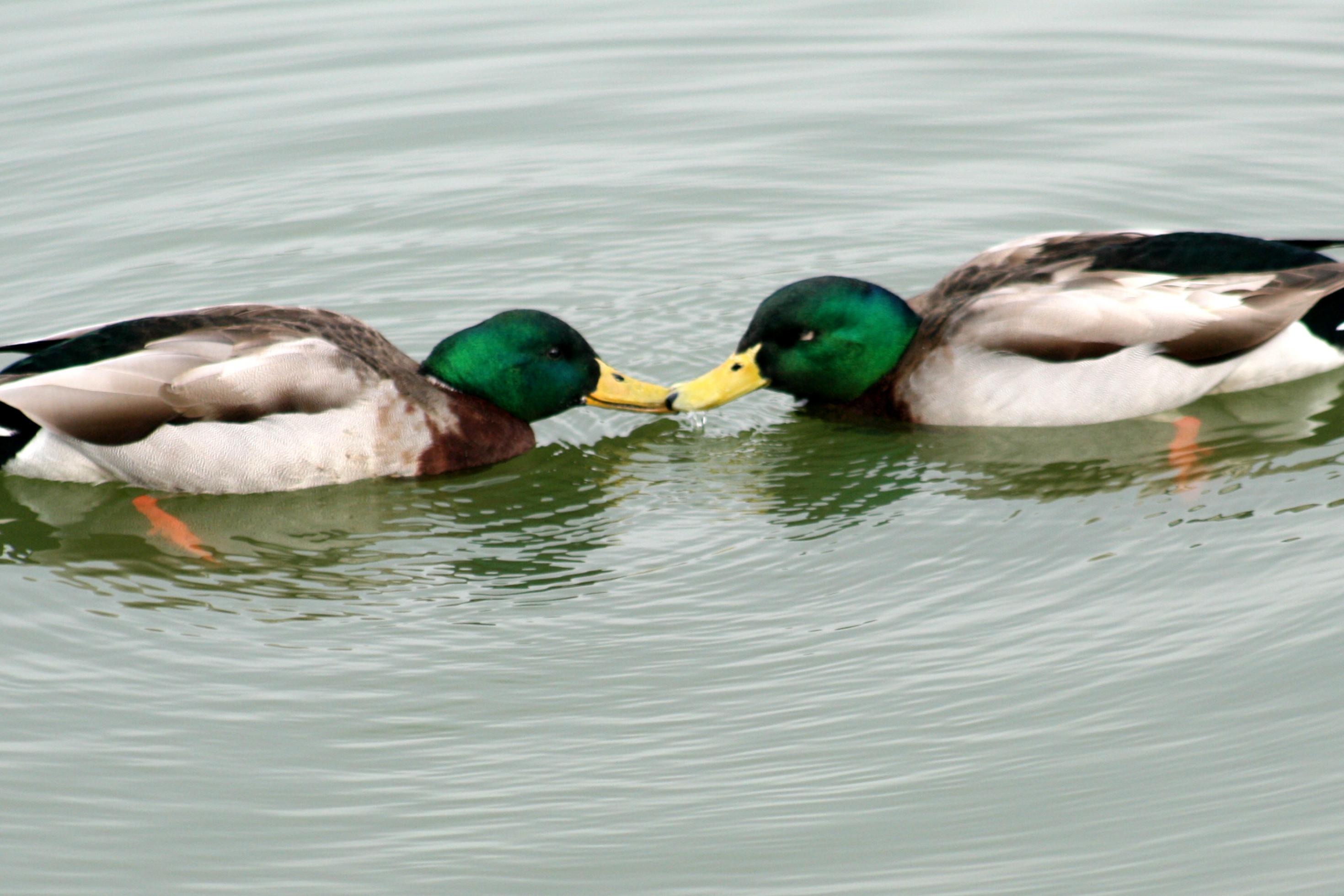 Zwei bräunliche Enten mit grünem Kopf schwimmen auf dem Wasser und berühren sich gegenseitig an ihren Schnäbeln.