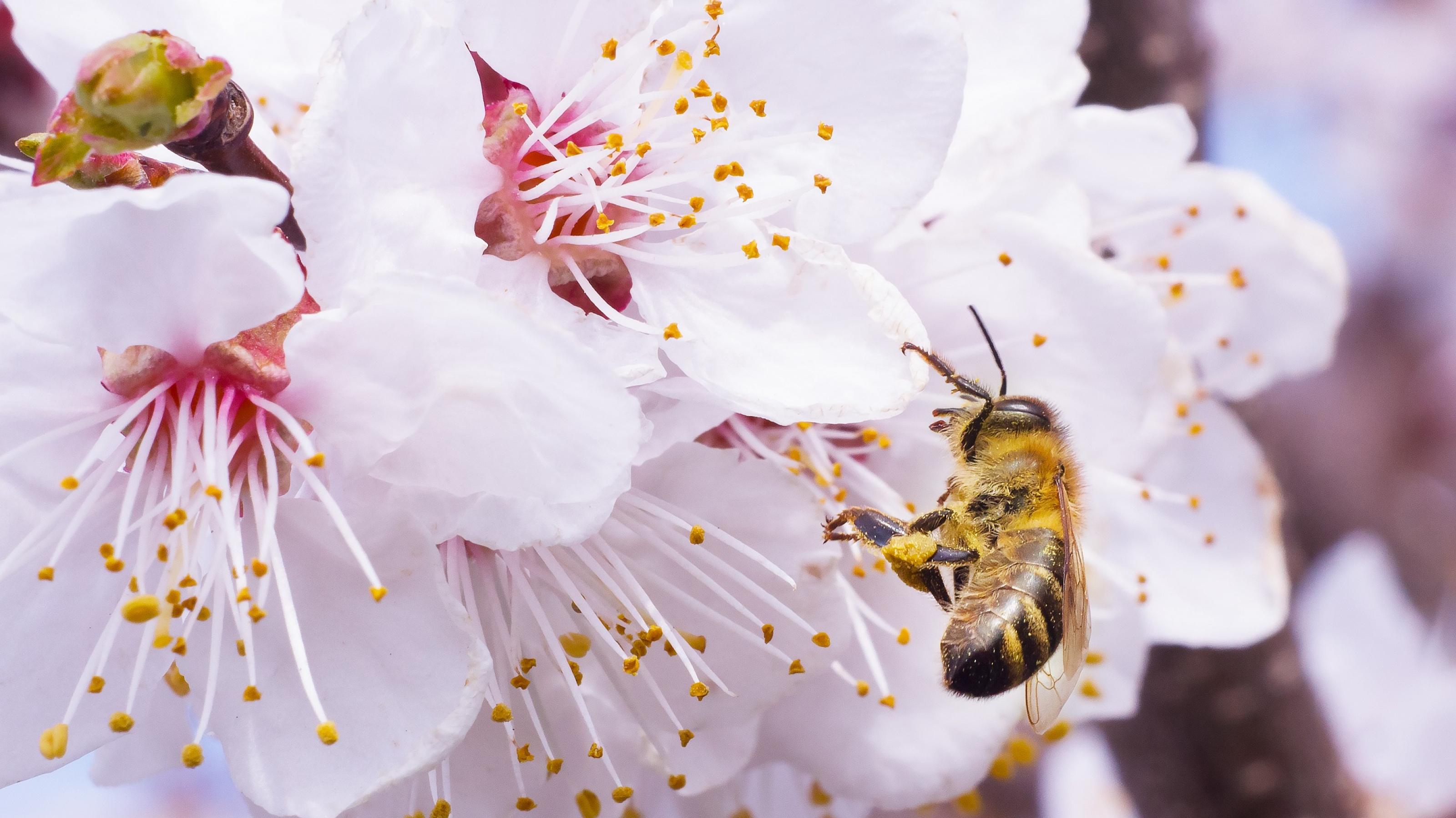 Eine Honigbiene sitzt auf einer rosafarbenen Blüte und sammelt Pollen und Nektar ein.