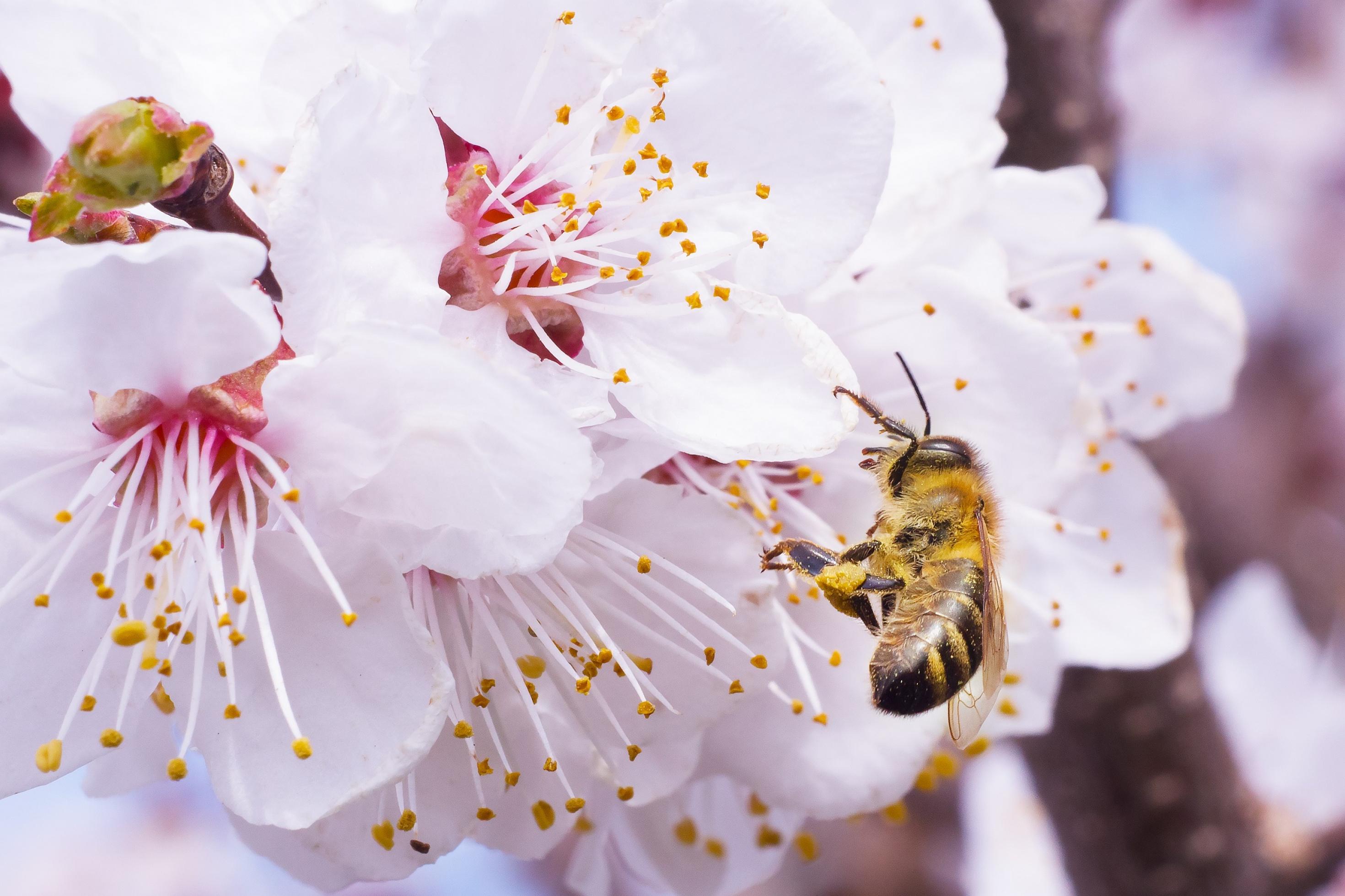 Eine Honigbiene sitzt auf einer rosafarbenen Blüte und sammelt Pollen und Nektar ein.
