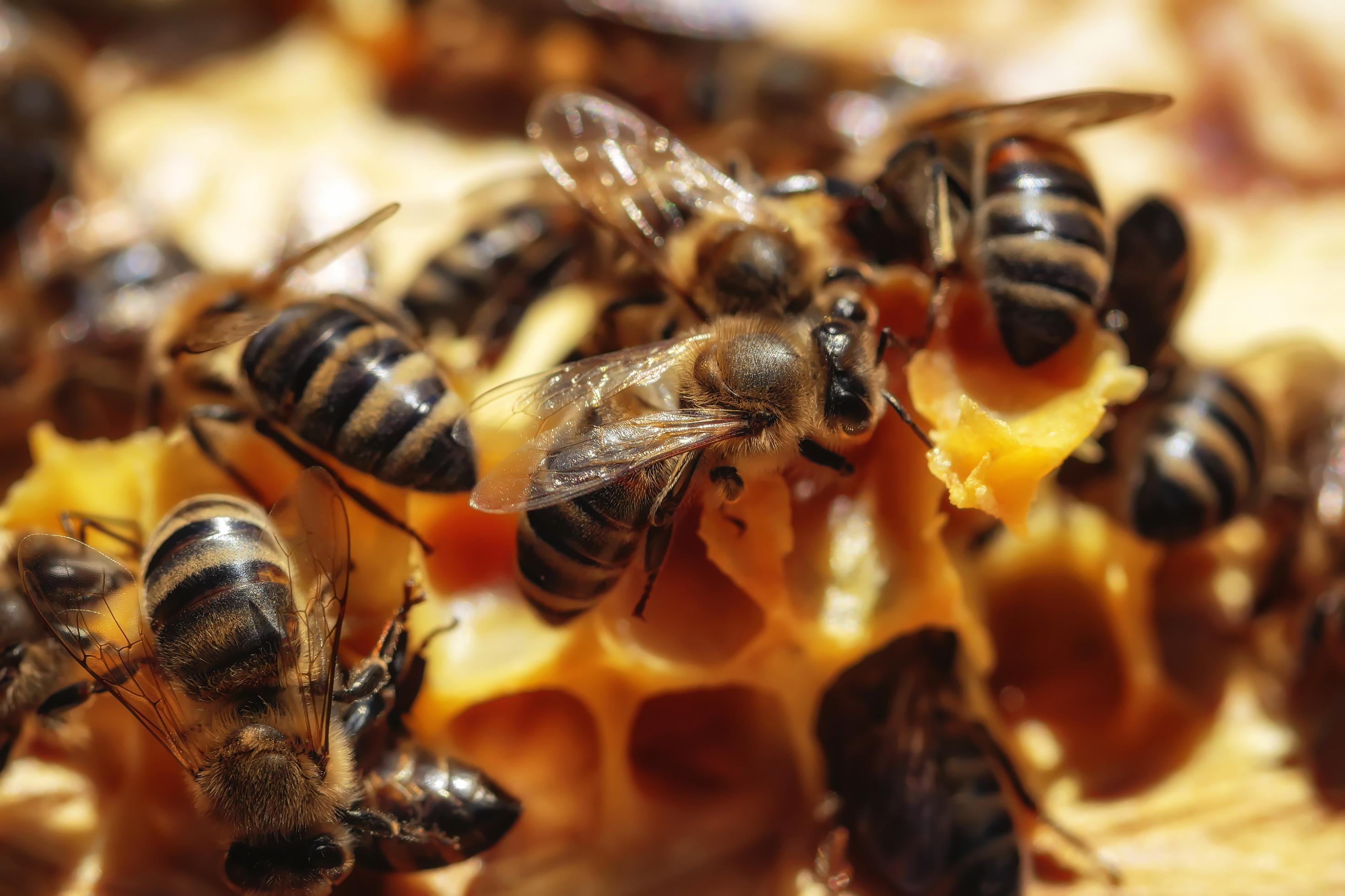 Honigbienen auf ihren Waben im Bienenstock
