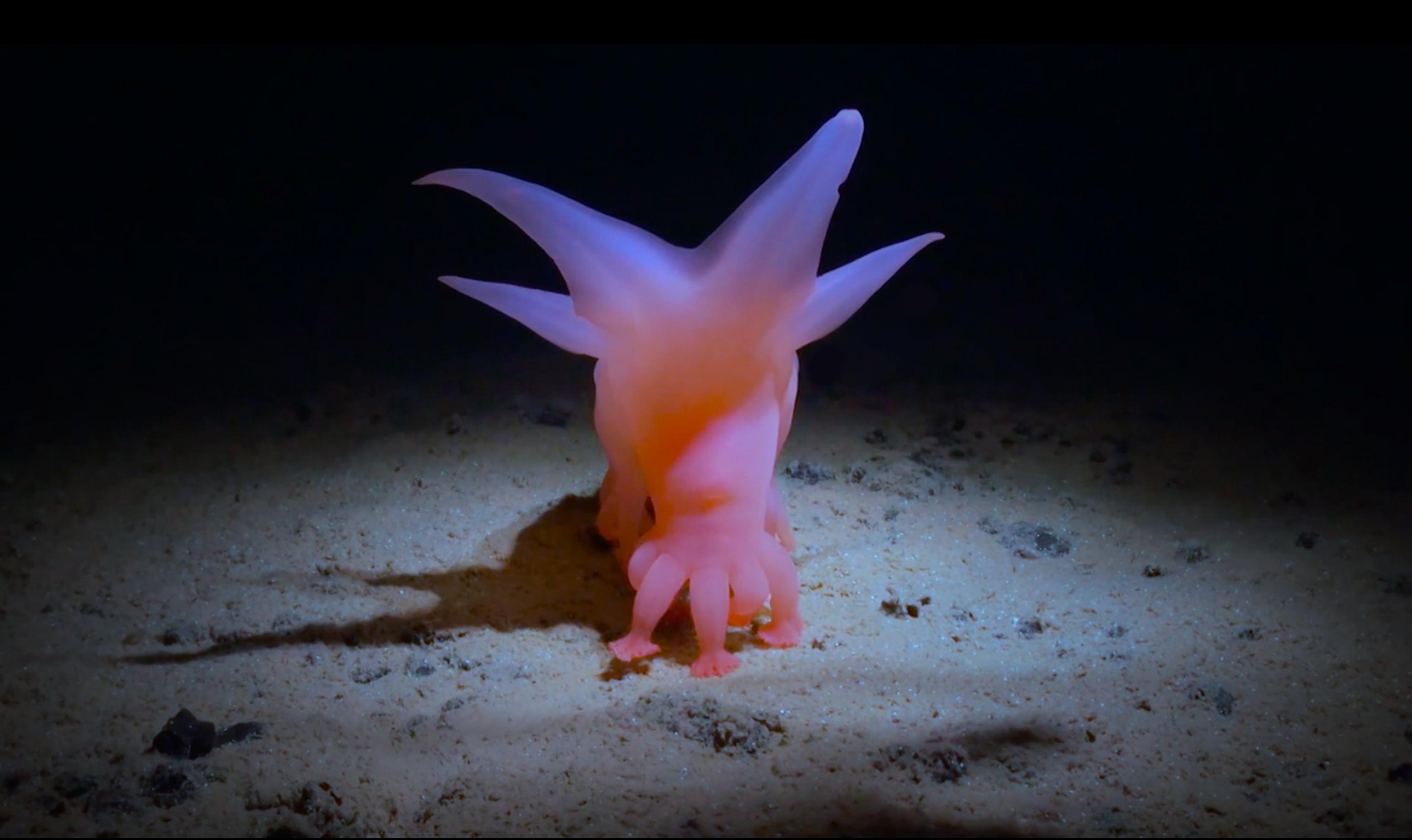 ein rosa Tier im Scheinwerferlicht, ansonsten nur Dunkelheit