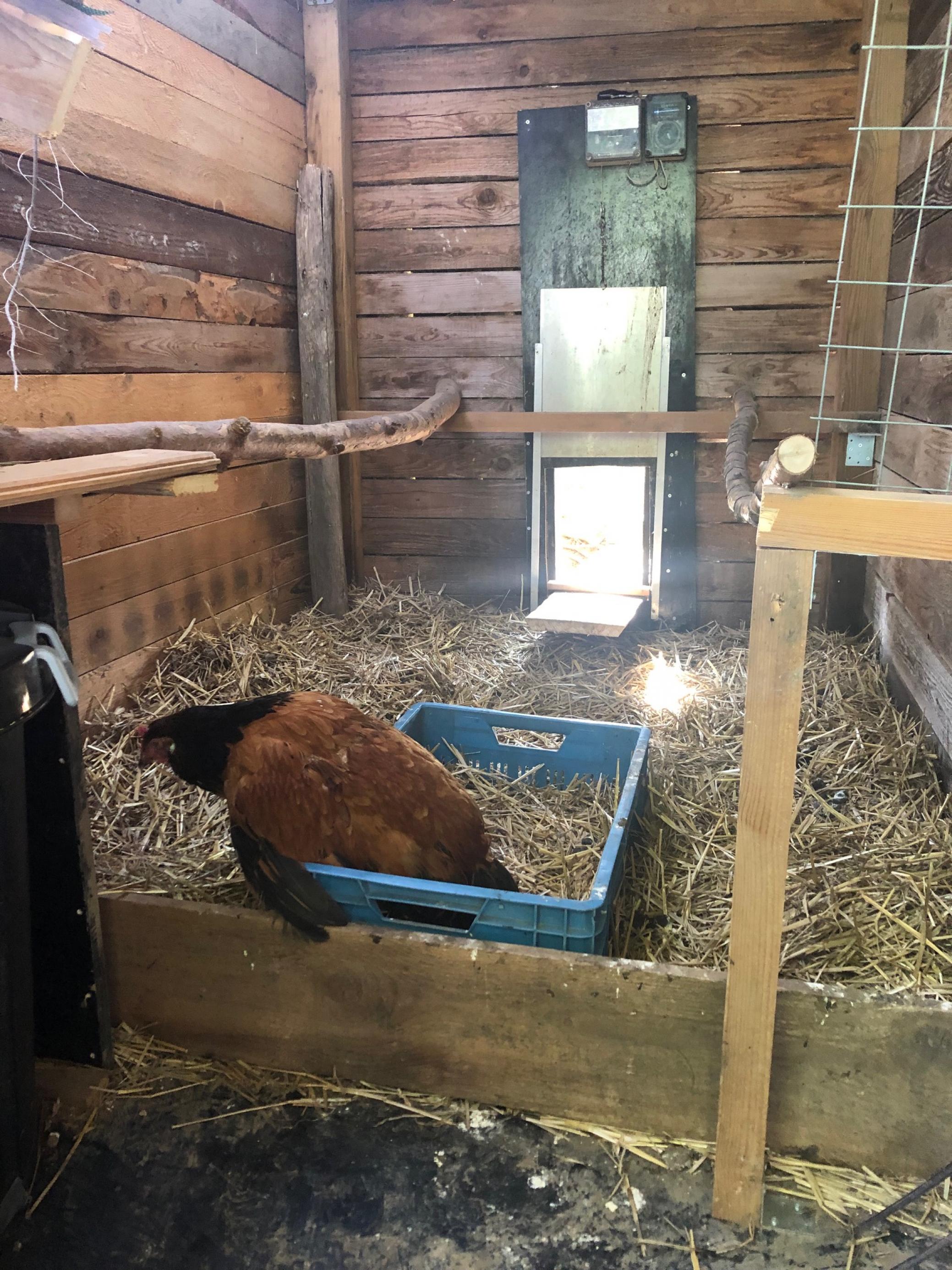 Hühner lieben Kisten und Heu – in einem Hühnerhaus sind sie in der Nacht vor dem Fuchs sicher.