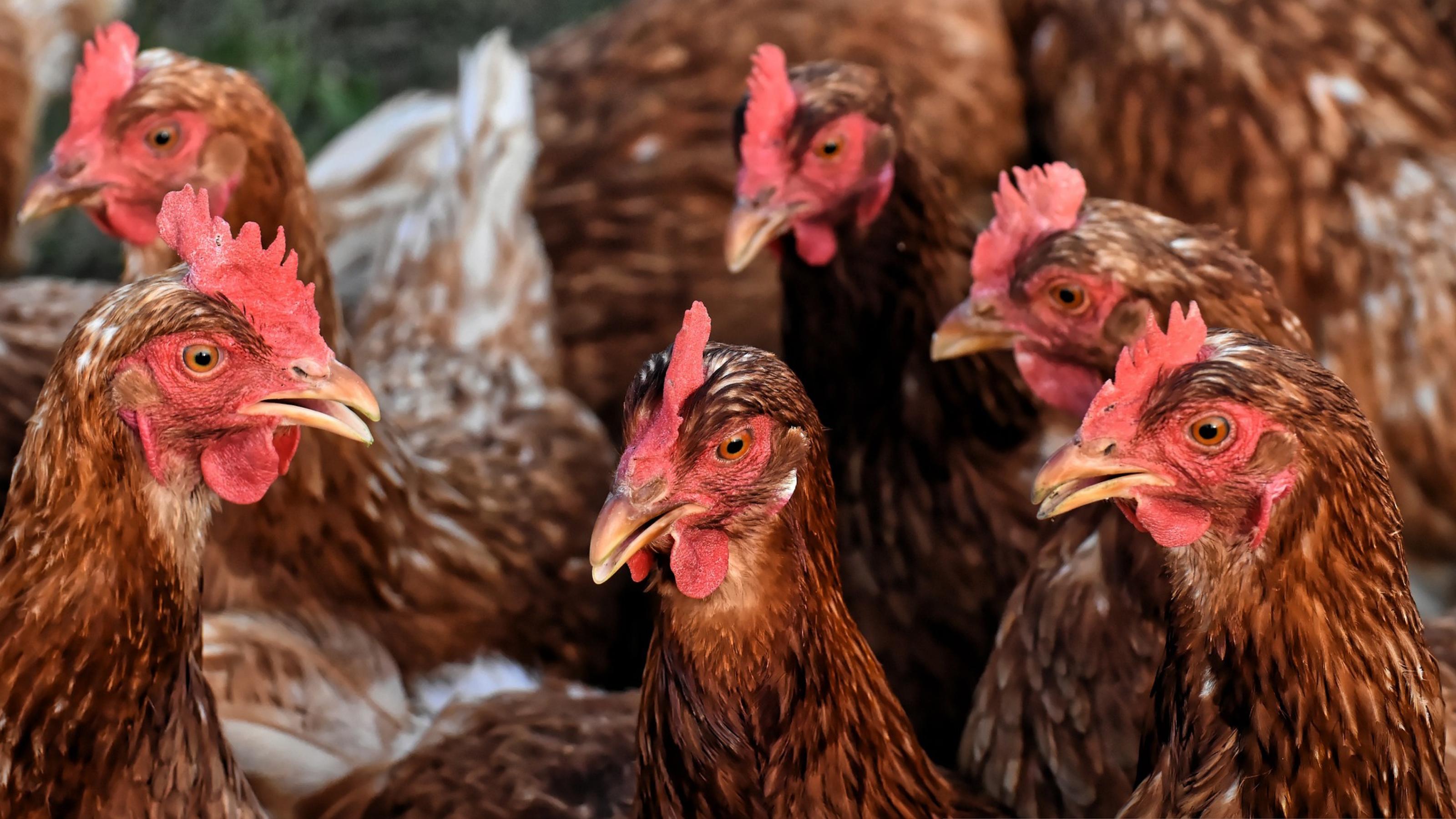 Eine Gruppe von Hühnern in einem Stall.