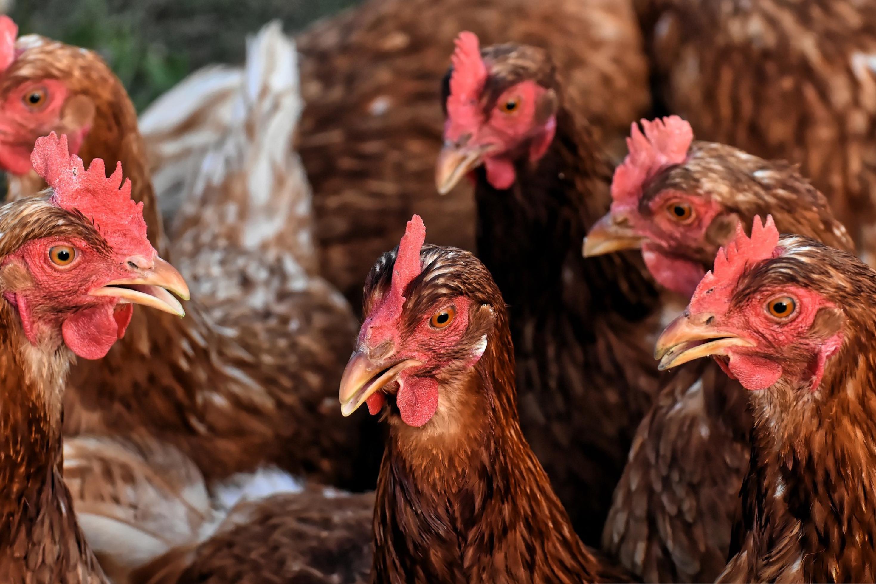 Eine Gruppe von Hühnern in einem Stall.