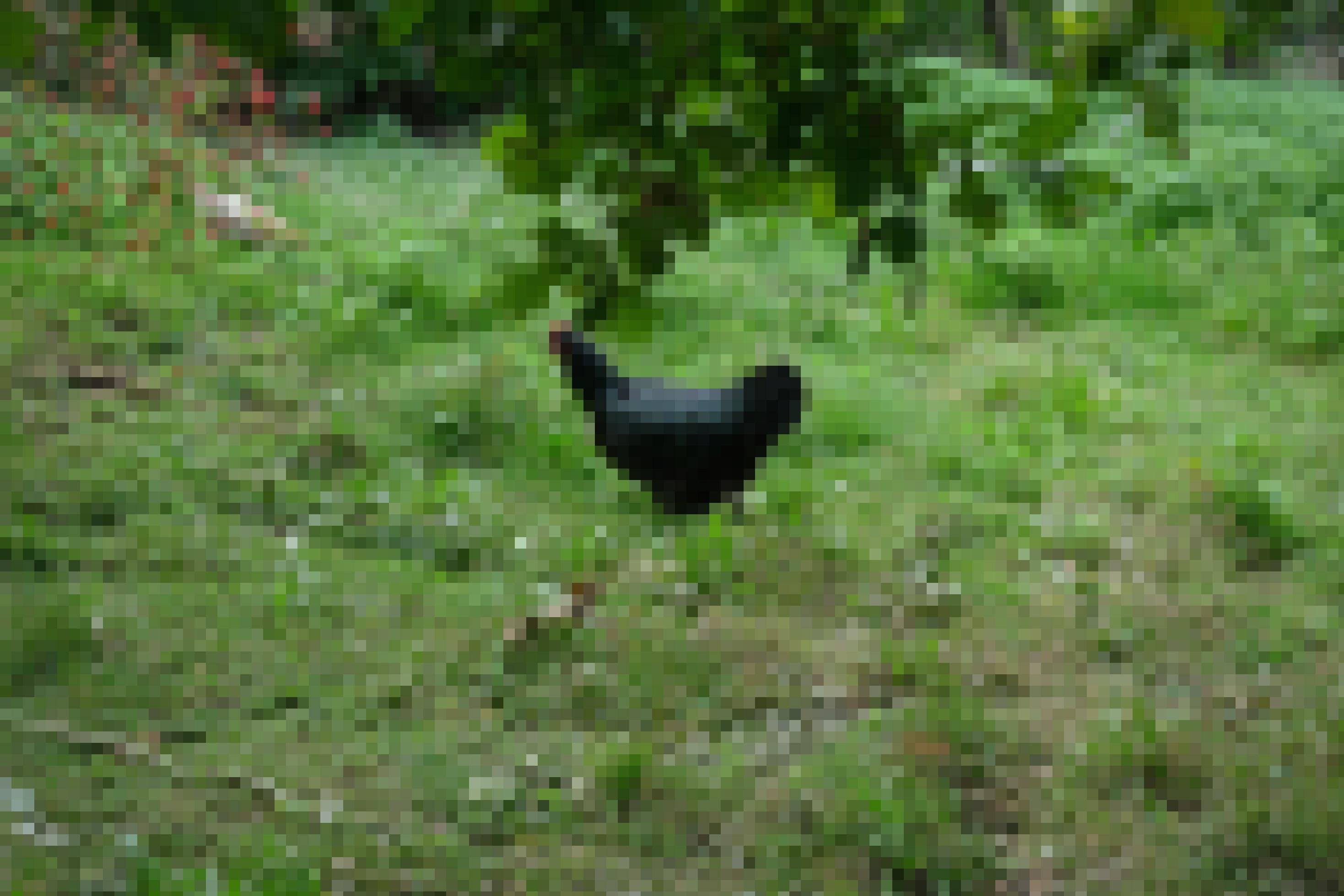 Eine Henne läuft über eine grüne Wiese.