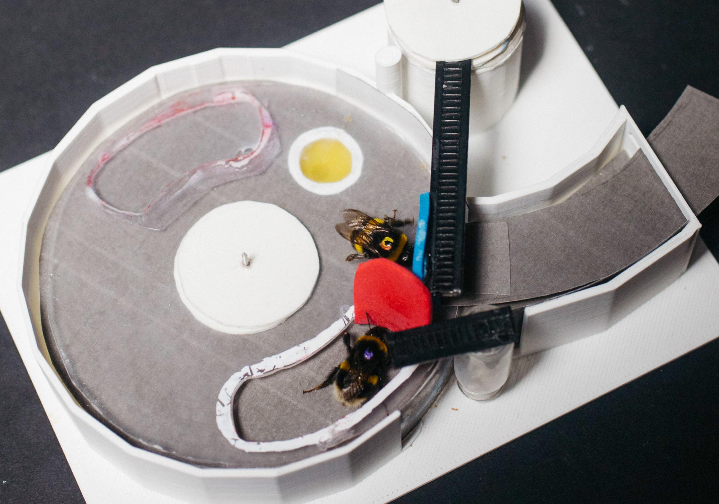 Eine graue runde Arena, in der zwei Hummeln an bunten Hebeln herumdrücken. Von einer durchsichtigen runden Scheibe ist ein gelbes Näpfchen verdeckt, in dem sich Zuckerwasser befindet.