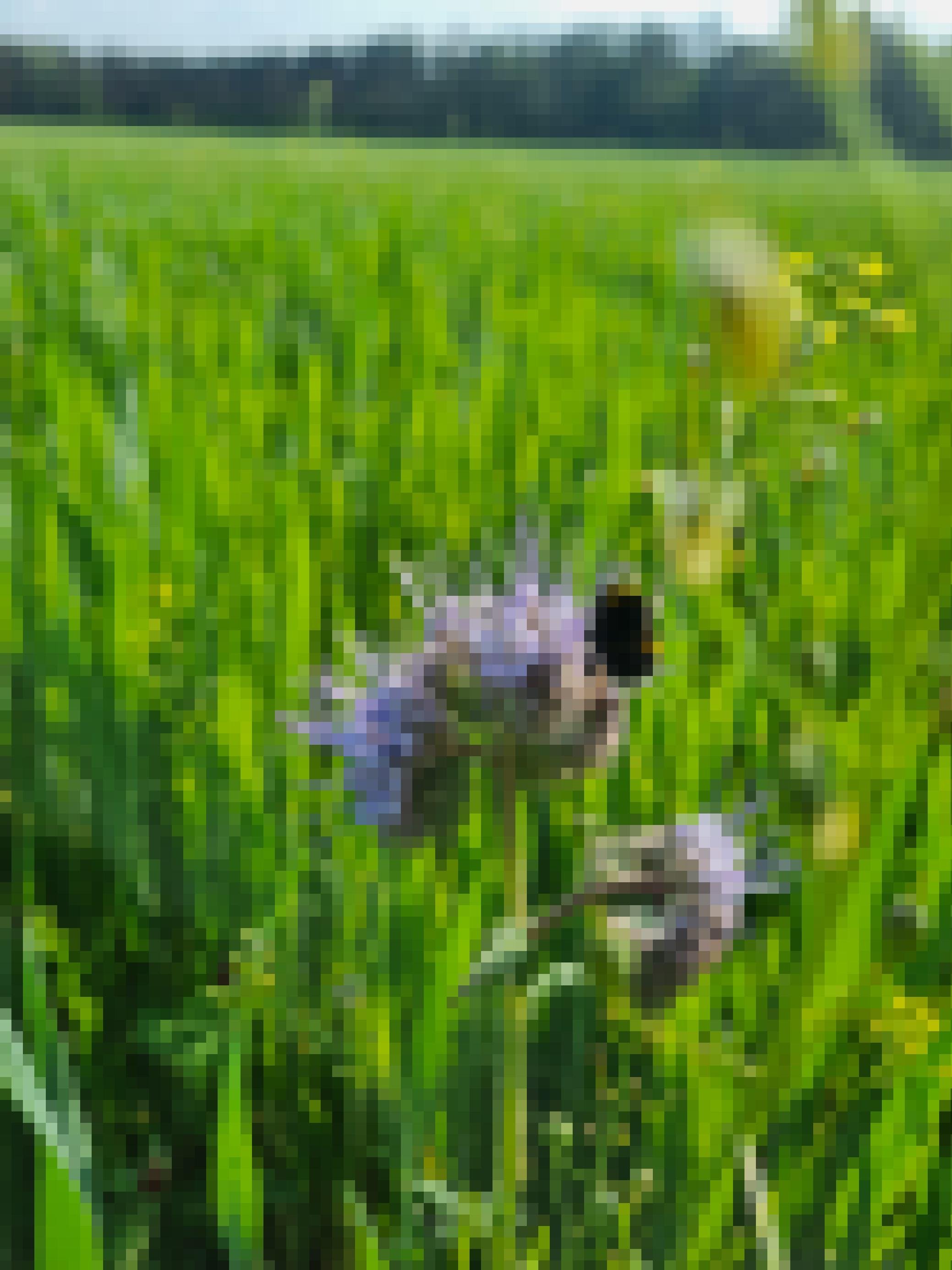 Die Pflanze Phacelia wächst als Untersaat auf einem Feld. Sie sorgt für Humusaufbau, mehr Biodiversität. und ist auch als Bienenfreund bekannt.