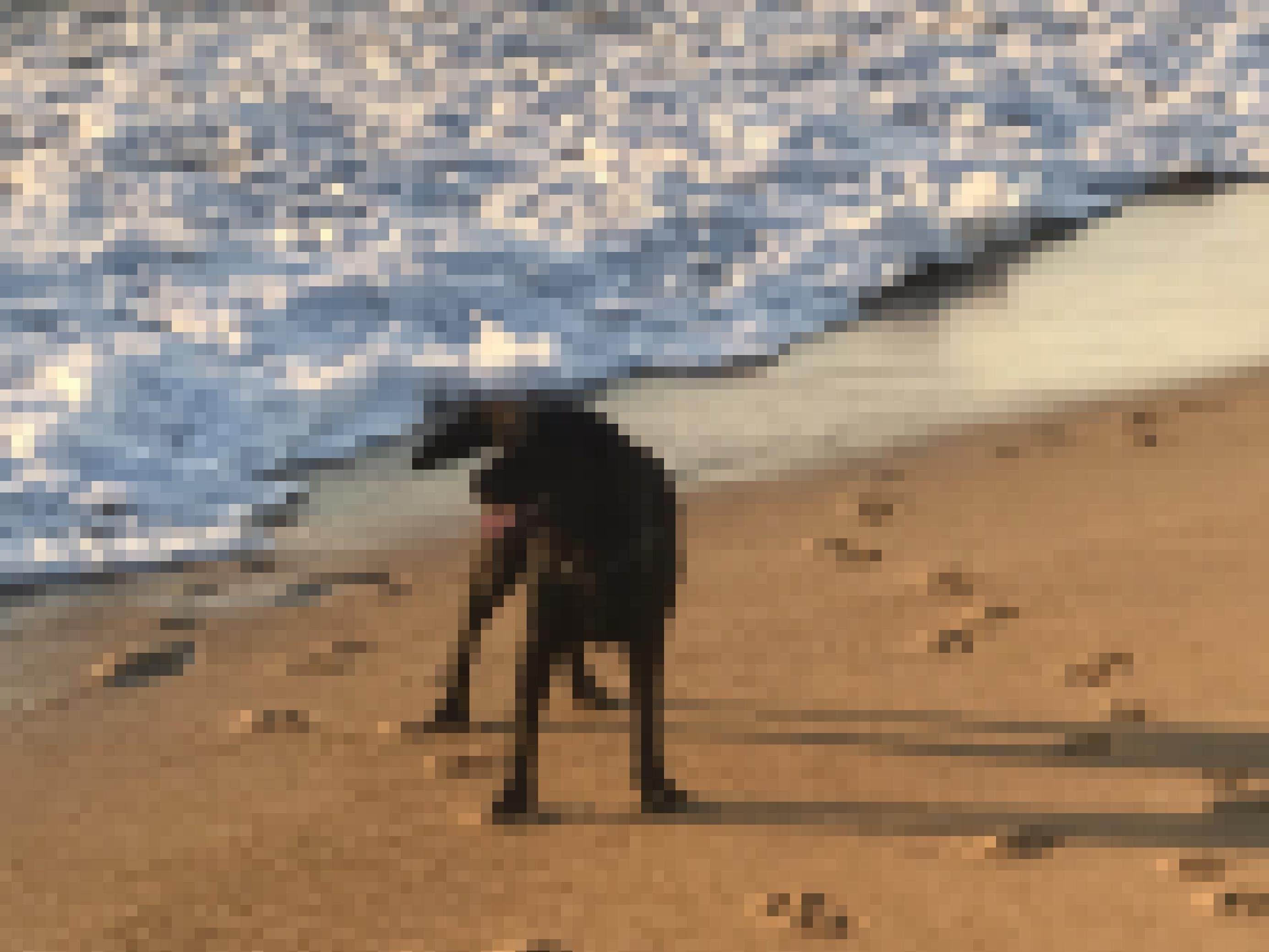 Ein schwarzer Labrador steht am Strand. Man sieht das schäumende Meer im Hintergrund. Der Hund liebt das Meer.