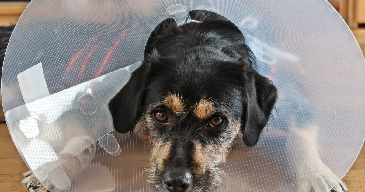 Krankenversicherung F r Hunde Und Katzen Worauf Muss Ich Achten krankenversicherung-f-r-hunde-und-katzen-worauf-muss-ich-achten
