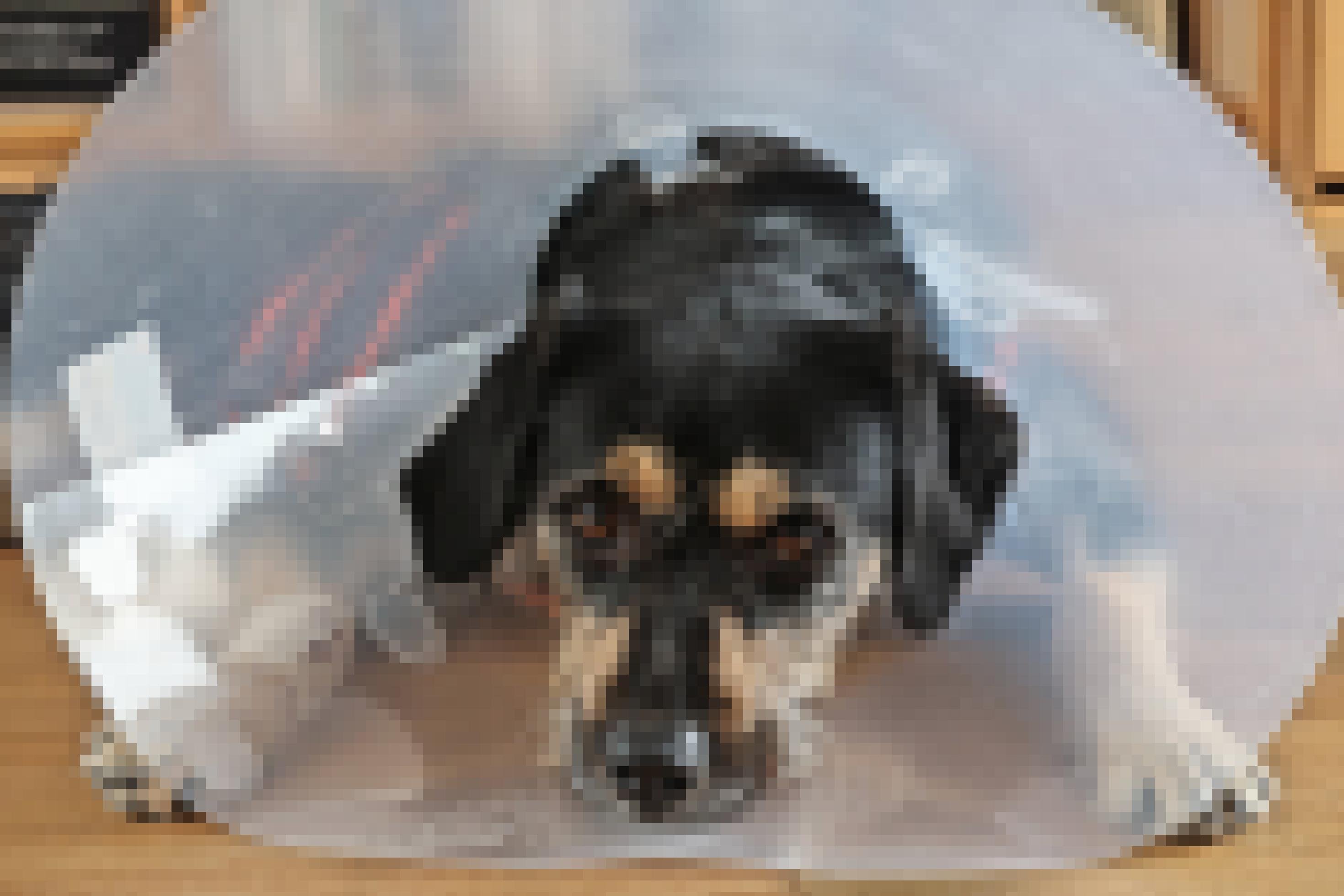 Hund mit Halskrause und bandagierter Pfote liegt auf Parkettboden.