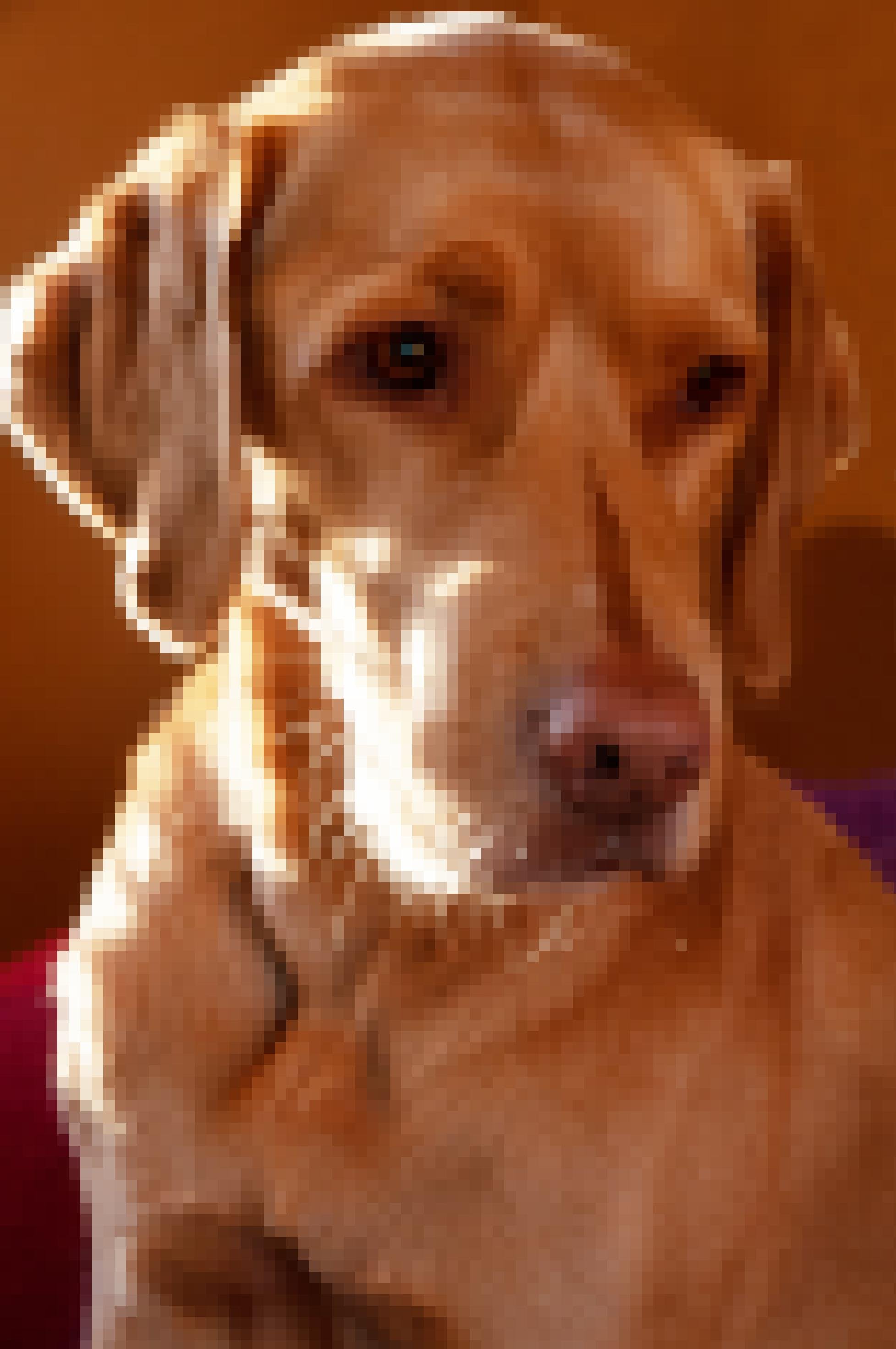 Porträt eines rotblonden Hundes, Mix zwischen Labrador und Vizsla