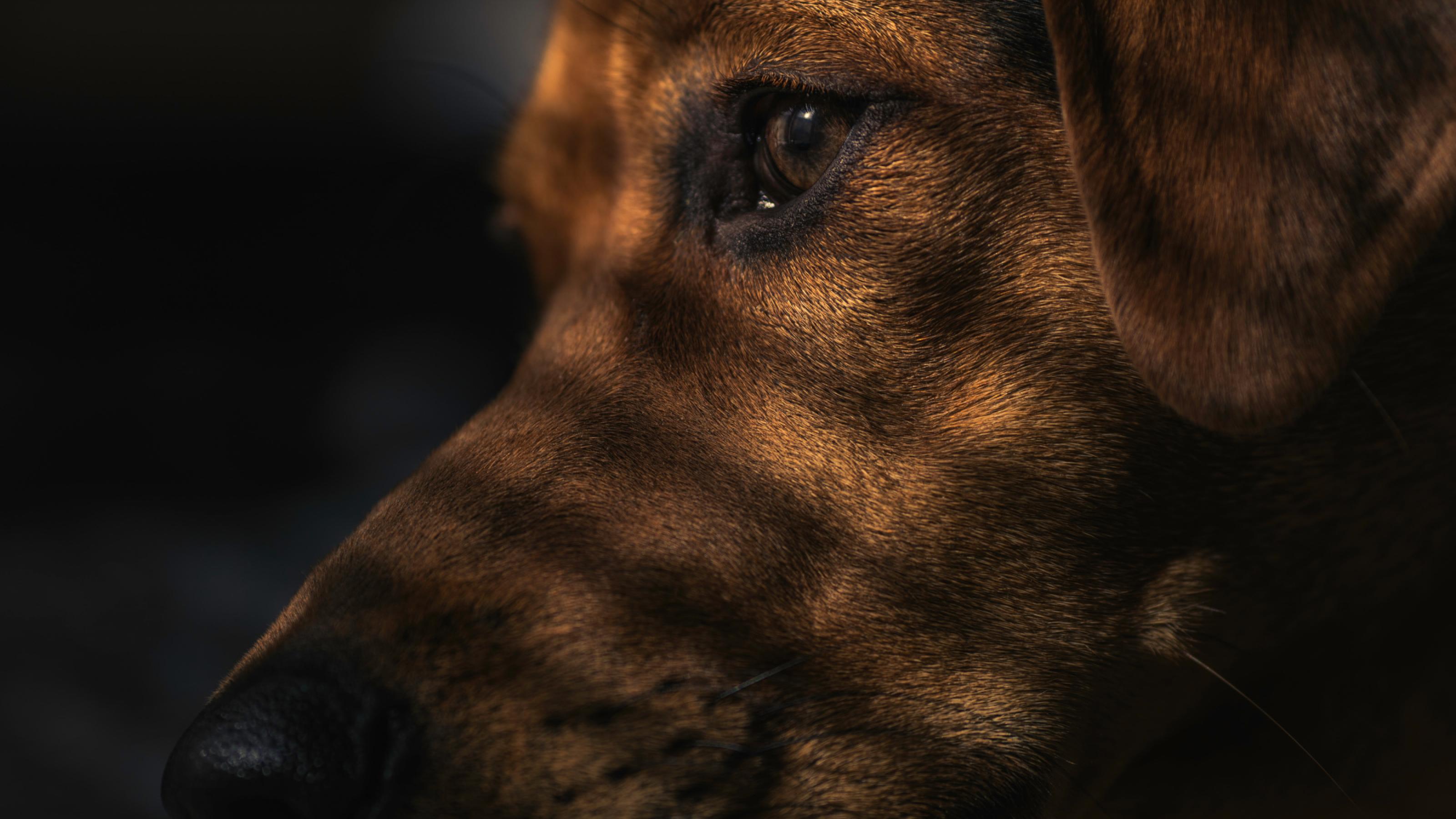 Ein Hundekopf in Nahaufnahme: Nur Auge, Nase und braunes Fell sind sichtbar. Das Tier wirkt entspannt.