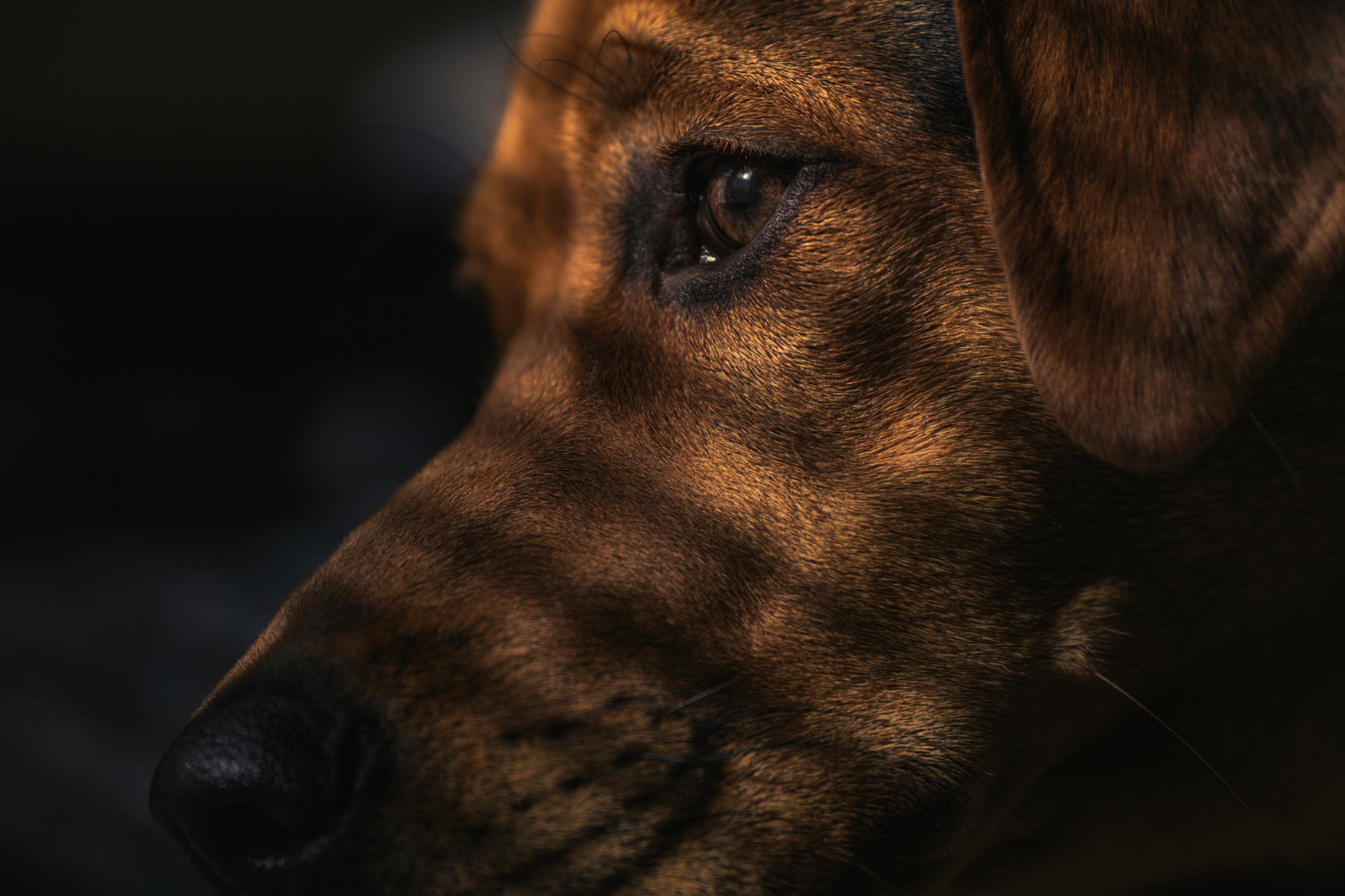 Ein Hundekopf in Nahaufnahme: Nur Auge, Nase und braunes Fell sind sichtbar. Das Tier wirkt entspannt.