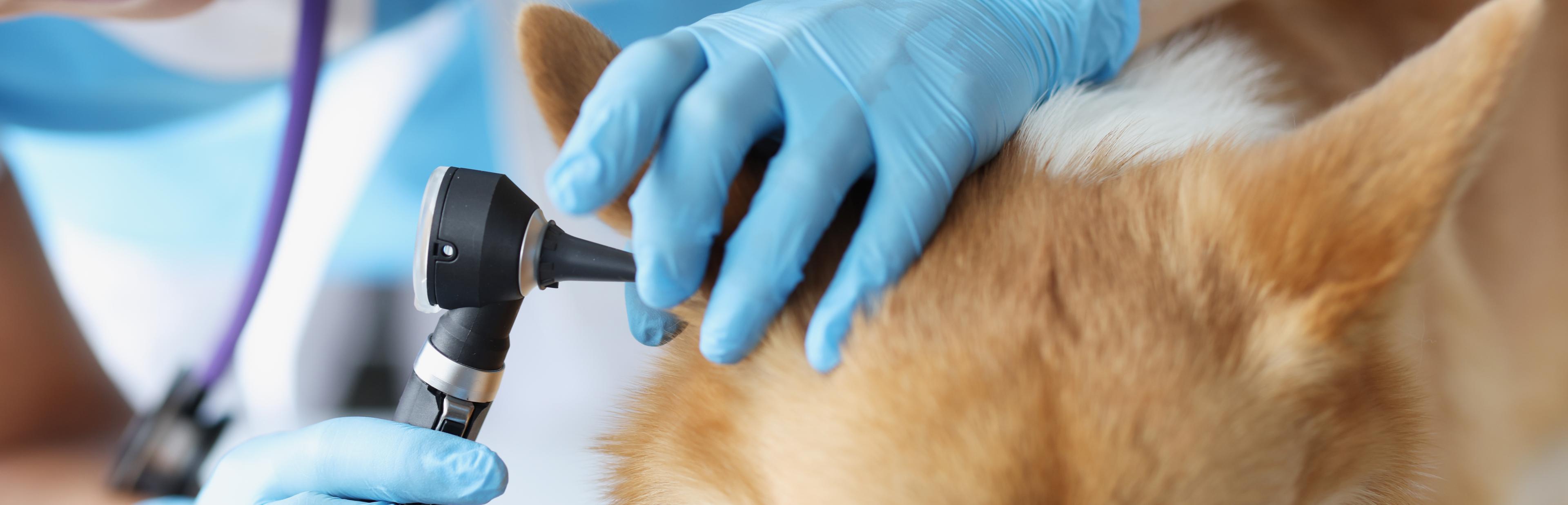 Tierärztin schaut einem Hund mit Otoskop ins Ohr