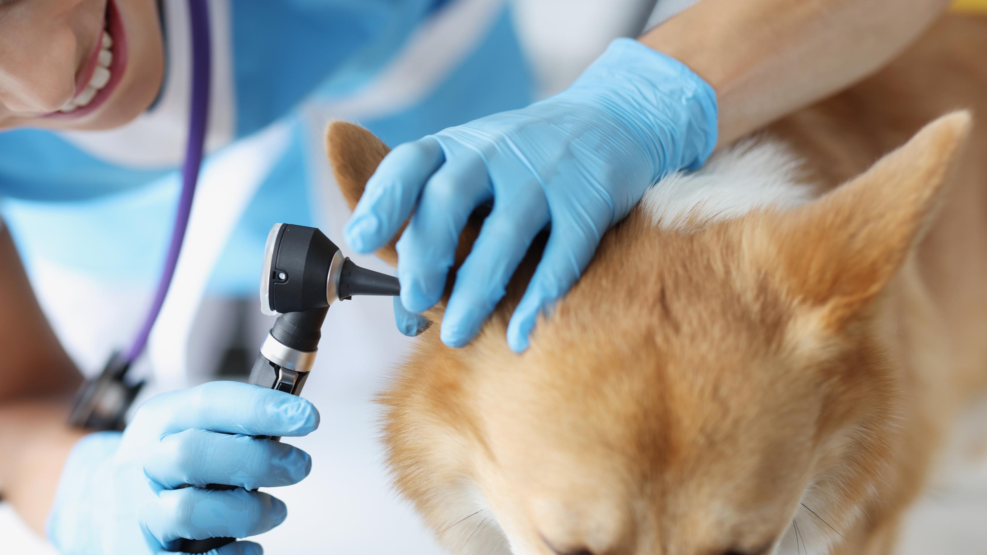 Tierärztin schaut einem Hund mit Otoskop ins Ohr