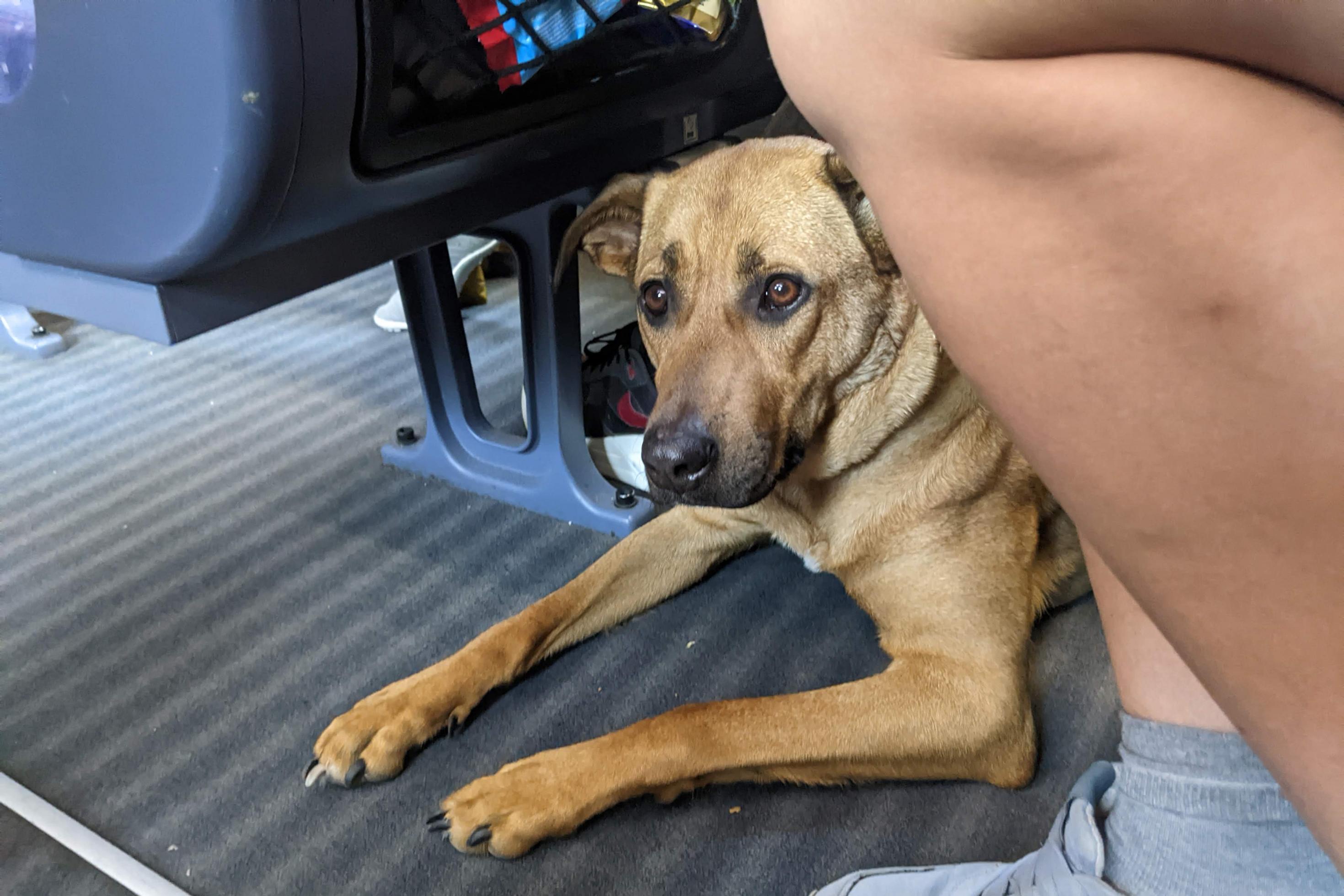 Ein Hund liegt im Zug zwischen zwei Sitzen