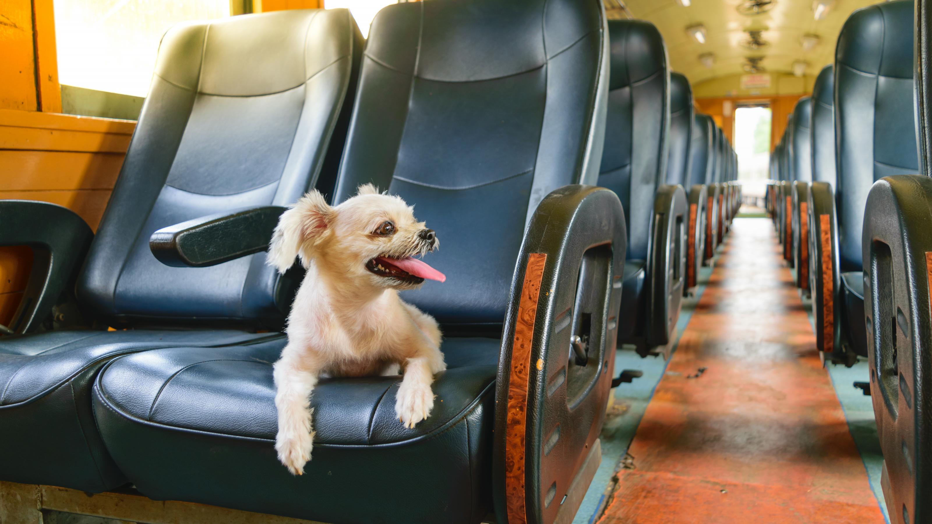 Kleiner weißer Hund sitzt im Zug.