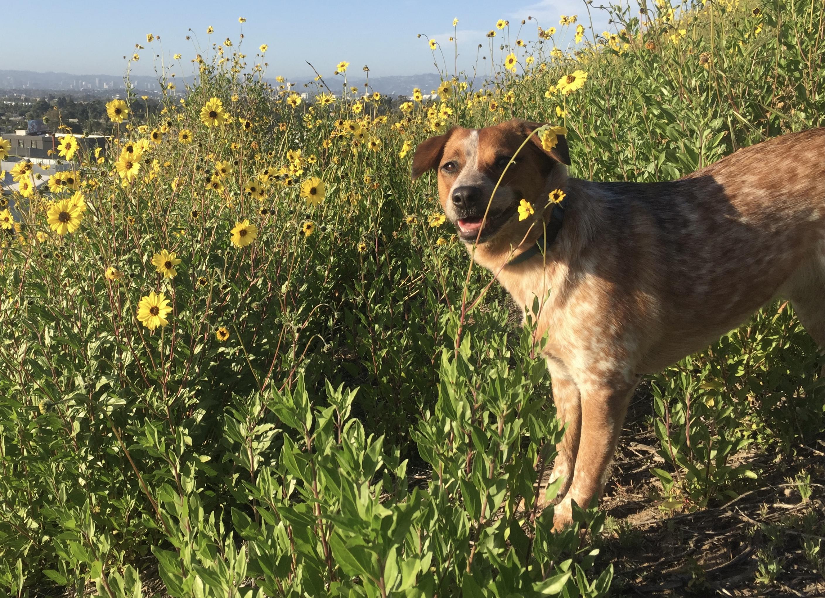 Ein australischer Hütehund steht auf einem Hügel zwischen gelben Blumen, die ihm fast über den Kopf gewachsen sind. Die Schnauze ist zur Fotografin gewandt. Im Hintergrund verschwommen Hochhäuser.