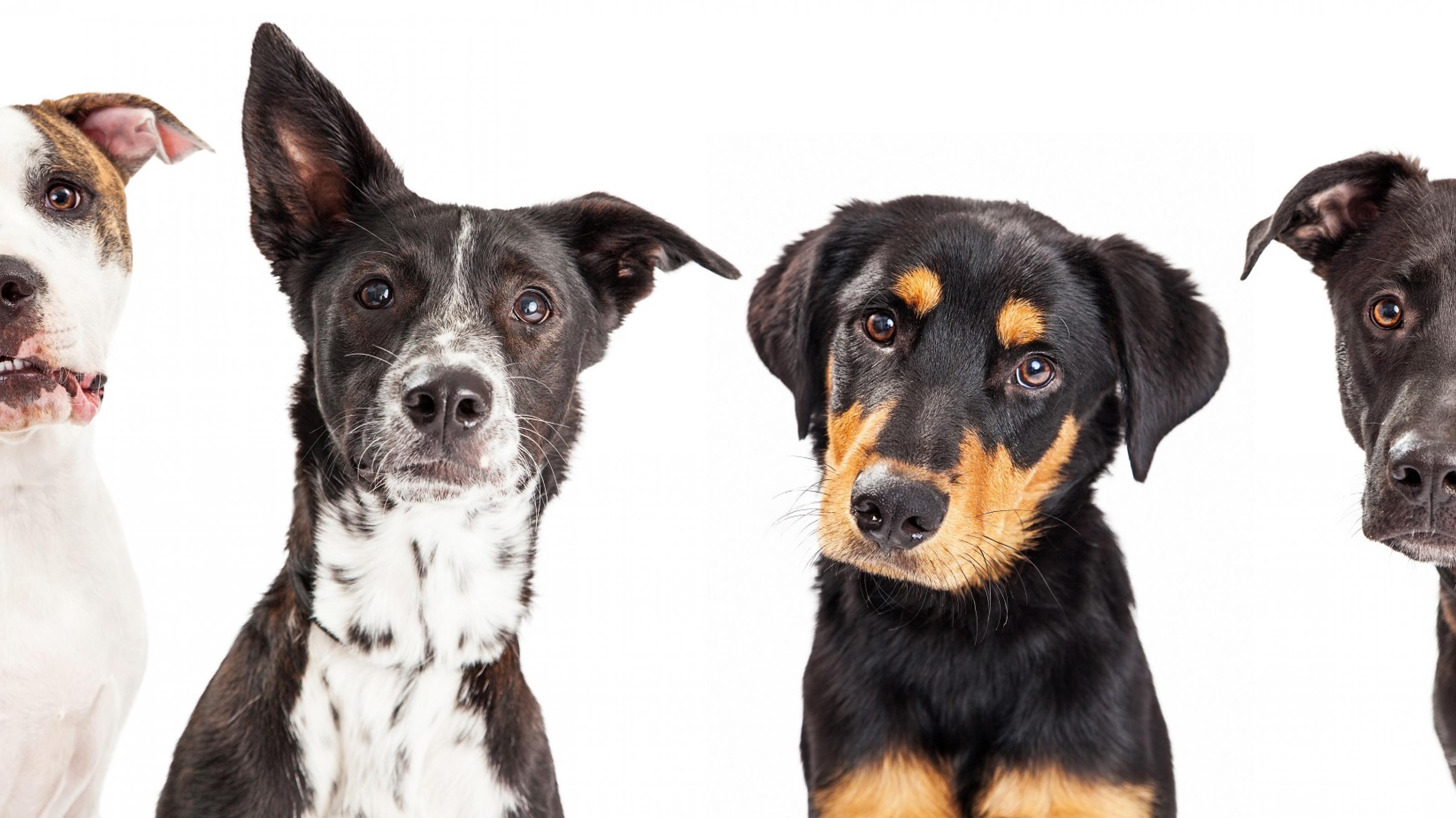 Vier Hunde verschiedener Rassen stehen nebeneinander und schauen den Betrachter mit großen, freundlichen Hundeaugen an. Man möchte sie unbedingt streicheln.
