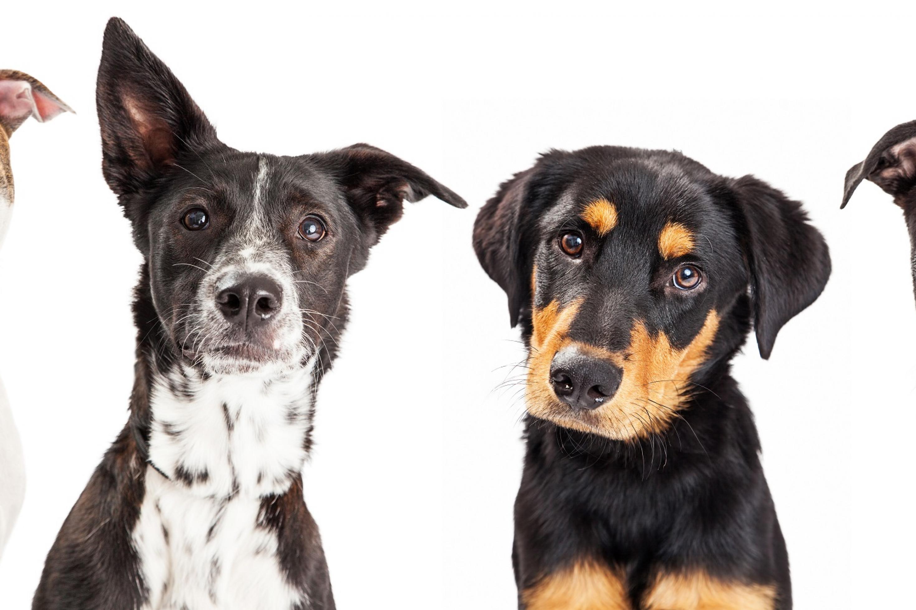 Vier Hunde verschiedener Rassen stehen nebeneinander und schauen den Betrachter mit großen, freundlichen Hundeaugen an. Man möchte sie unbedingt streicheln.