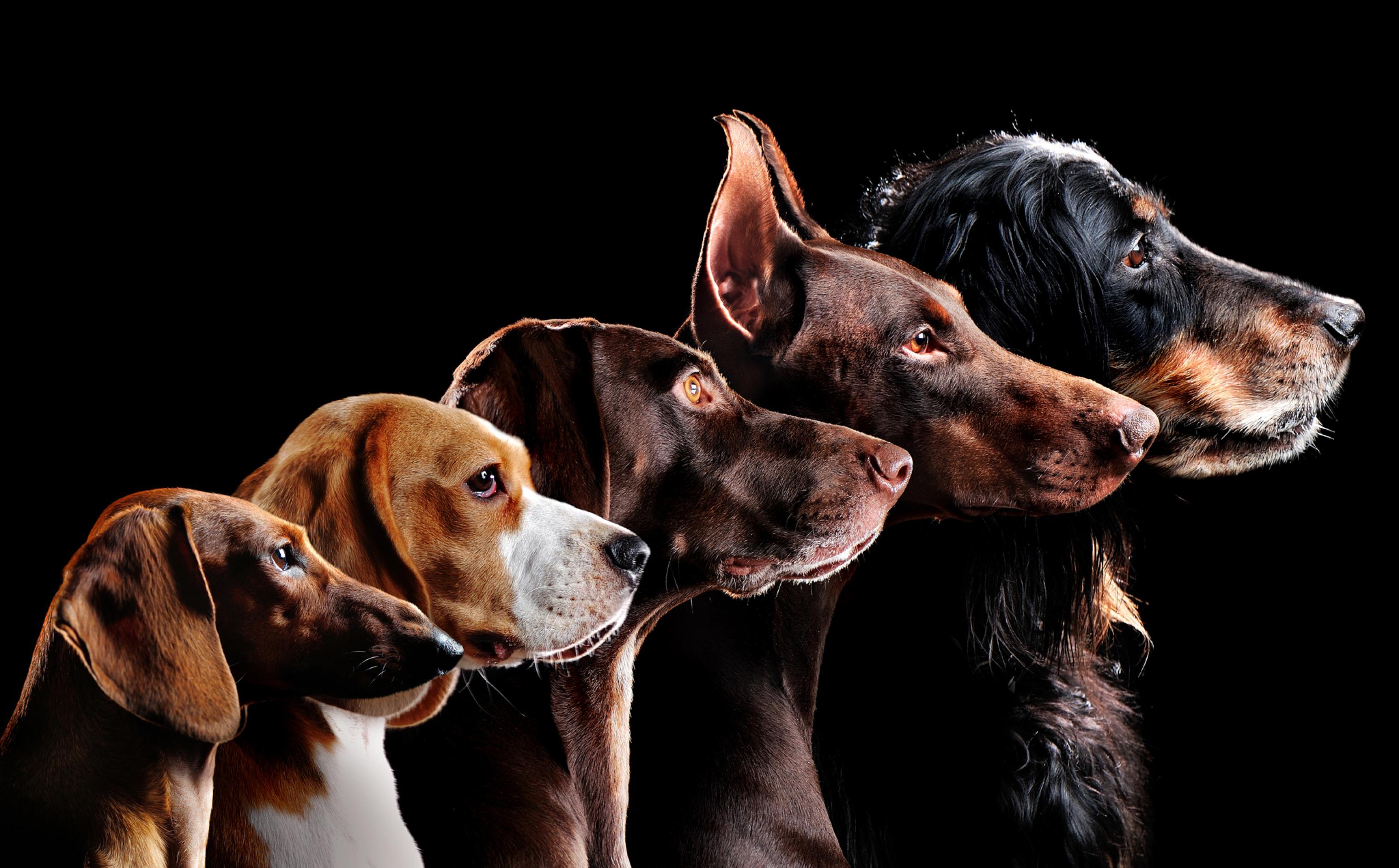 Vor schwarzem Hintergrund sind die seitlichen Oberkörper und Köpfe von fünf Hunden unterschiedlicher Rasse zu sehen, die alle auf dem Bild nach rechts schauen. Sie sind so arrangiert, dass sich der kleinste Hund links vorne befindet und der nächstgrößere jeweils dahinter und ein Stück weiter rechts platziert ist. So bilden sie ein kunstvolles, von links beleuchtetes Ensemble der Rassenvielfalt.